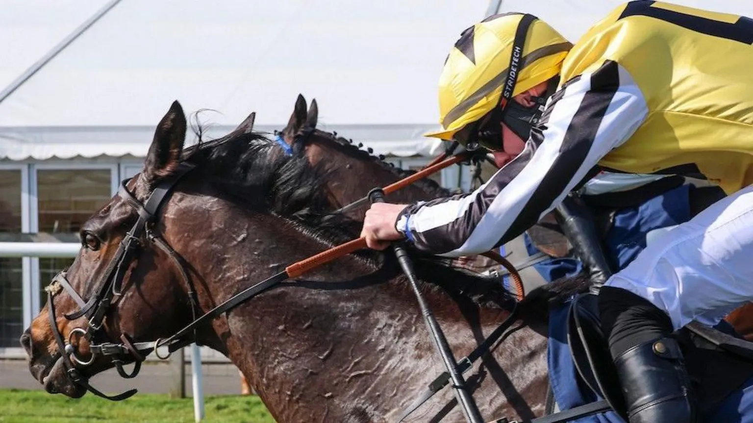 Grossick Photography Two horses race neck and neck but we can only really see the one in the foreground which has a jockey in bright yellow silks aboard pushing it out towards the finish line