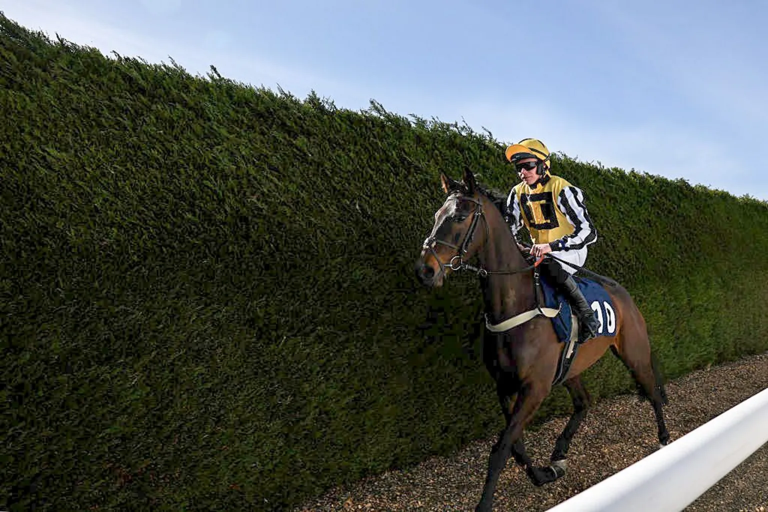  A dark horse with the number 10 on its side with a jockey in yellow silks on board against a hedge with a blue sky above
