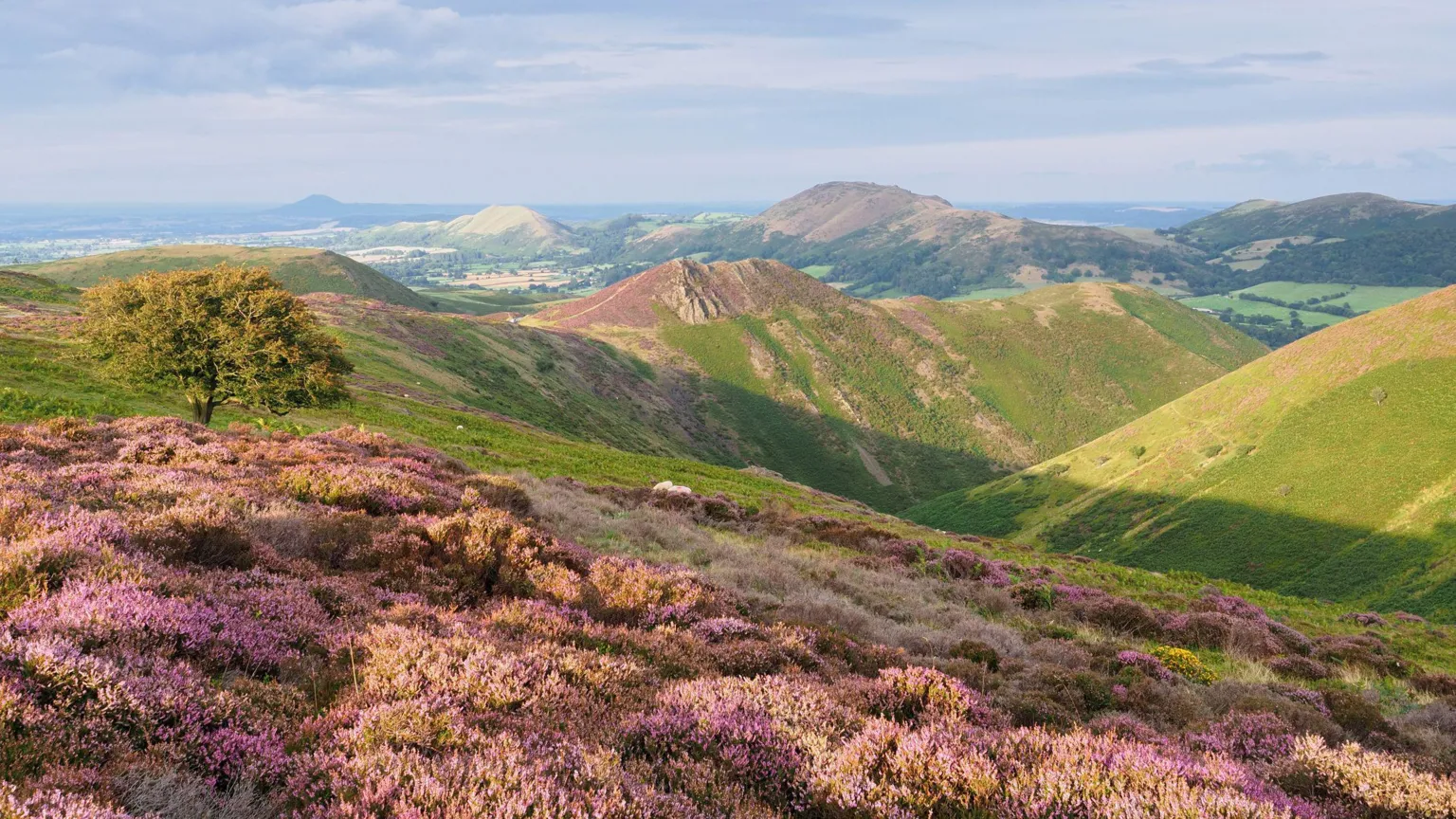  A photograph taken on the top of the Long Mynd, with purple heather growing abundantly in the foreground. As the view stretches into the distance, more hills and ridges are visible, all covered in a patchwork of green, brown, and purple. The sky is slightly overcast but there is strong sunshine. 