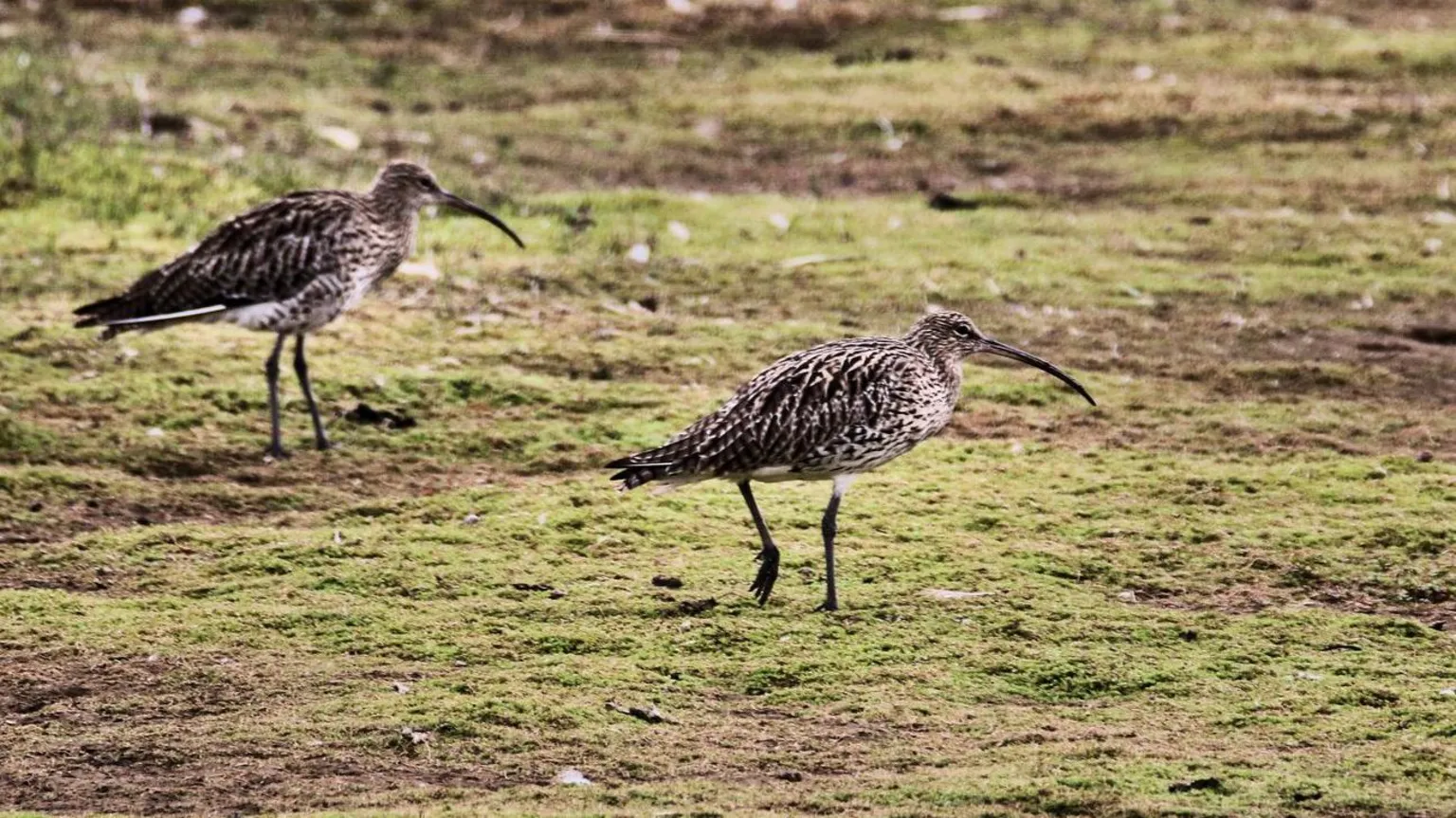  A photograph of a curlew - a large wading bird with light brown, white, dark brown, and black plumage. It has long, dark brown legs and a long, narrow beak. There are two curlews in the picture - the one further away from the camera is slightly out of focus. The birds are walking across green and brown boggy ground. 