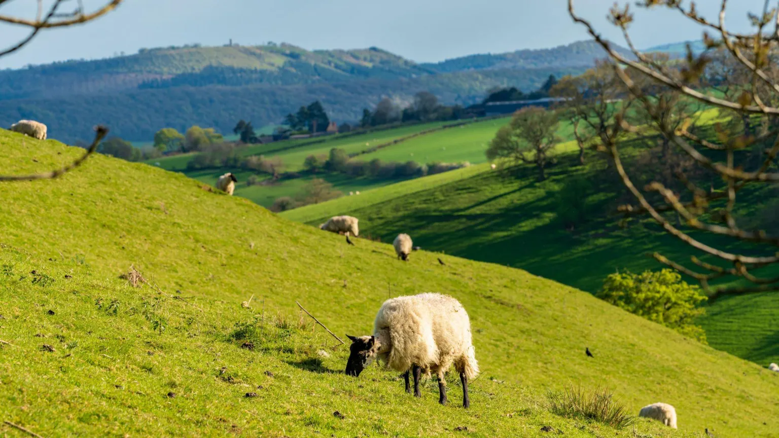  A photograph of sheep grazing on the side of a hill in the Shropshire Hills. There are six sheep visible, all with white coats and black faces and legs. The grass they are grazing is bright green, and hills rise up in the distance on the horizon, covered in a patchwork of fields and woodland. The sky is blue and clear, with strong sunshine. 