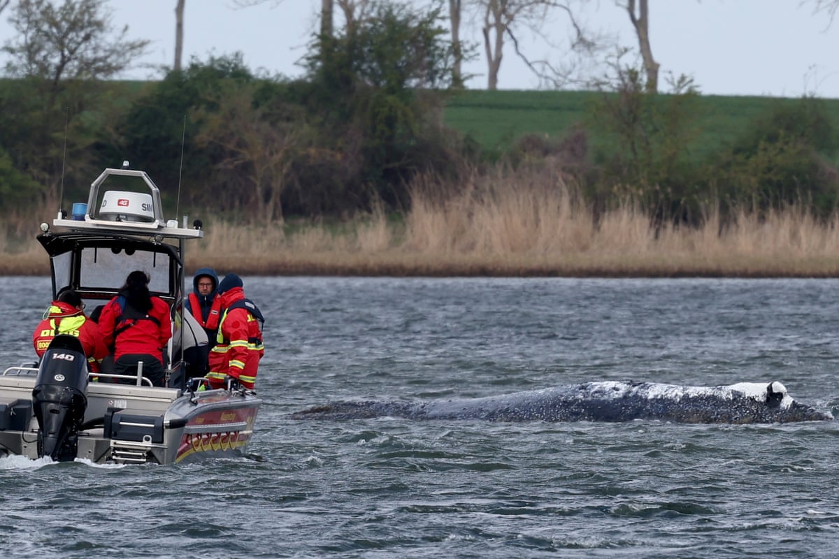 A boat from the German Life Saving Association (DLRG) approaches the stranded humpback off the island of Poel, Germany.