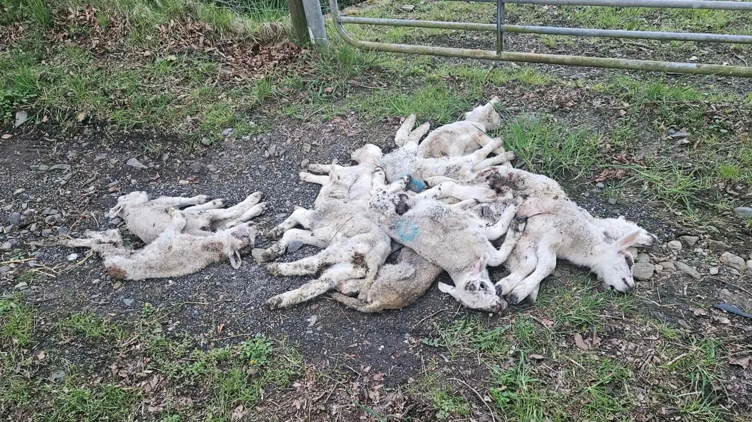 Lisa Houston A number of dead lambs is piled atop one another. they are on a piece of gorund on a country lane. A field's gate is in the background