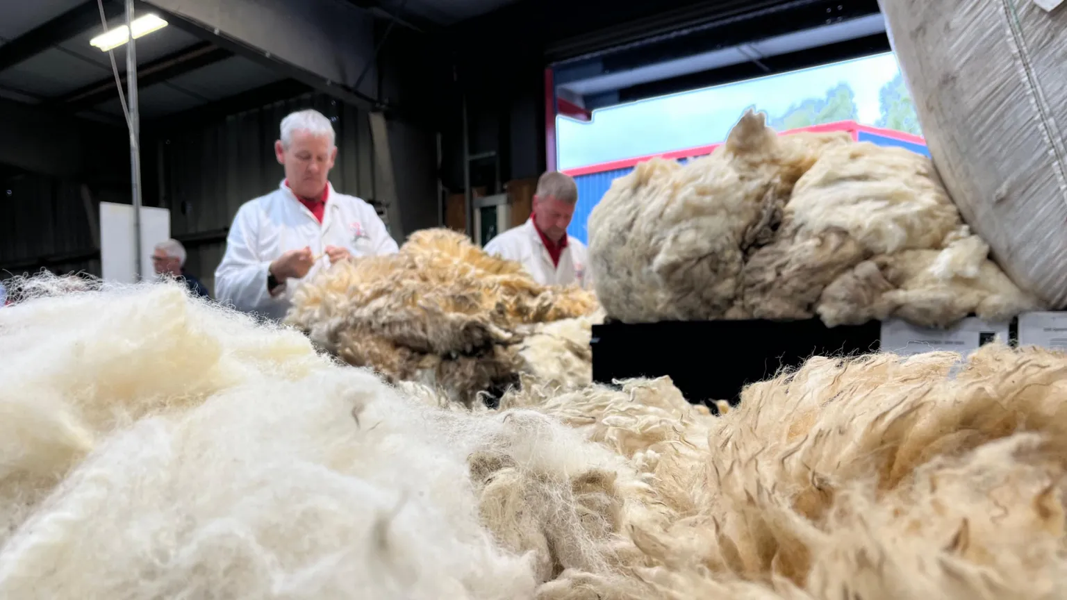 Two men in white coats examine fleece wool, with raw fleeces in the foreground.