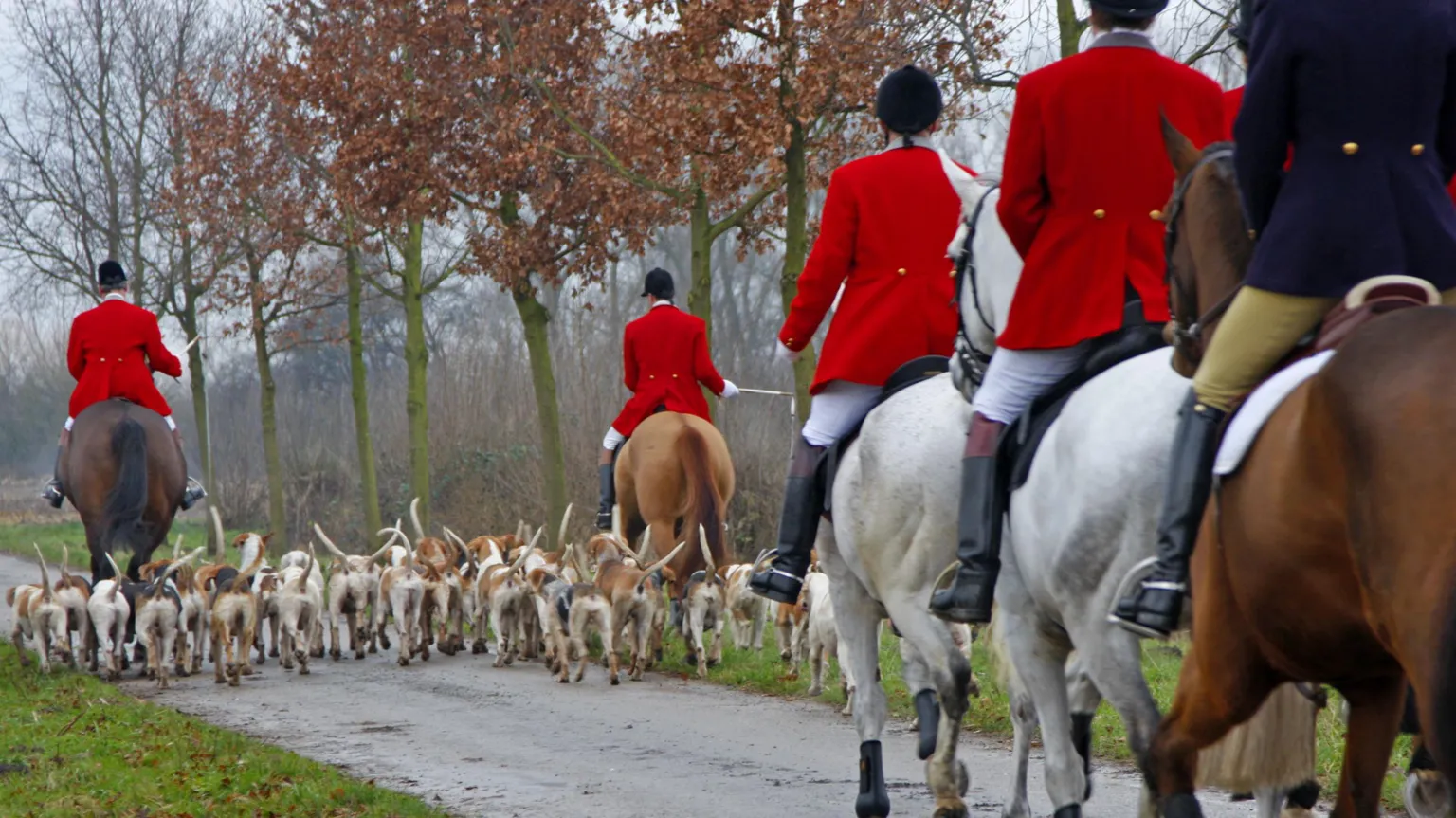  A group of five people riding on horseback along a country lane. Four of them are in red coats and one in navy. A group of hounds are alongside them.