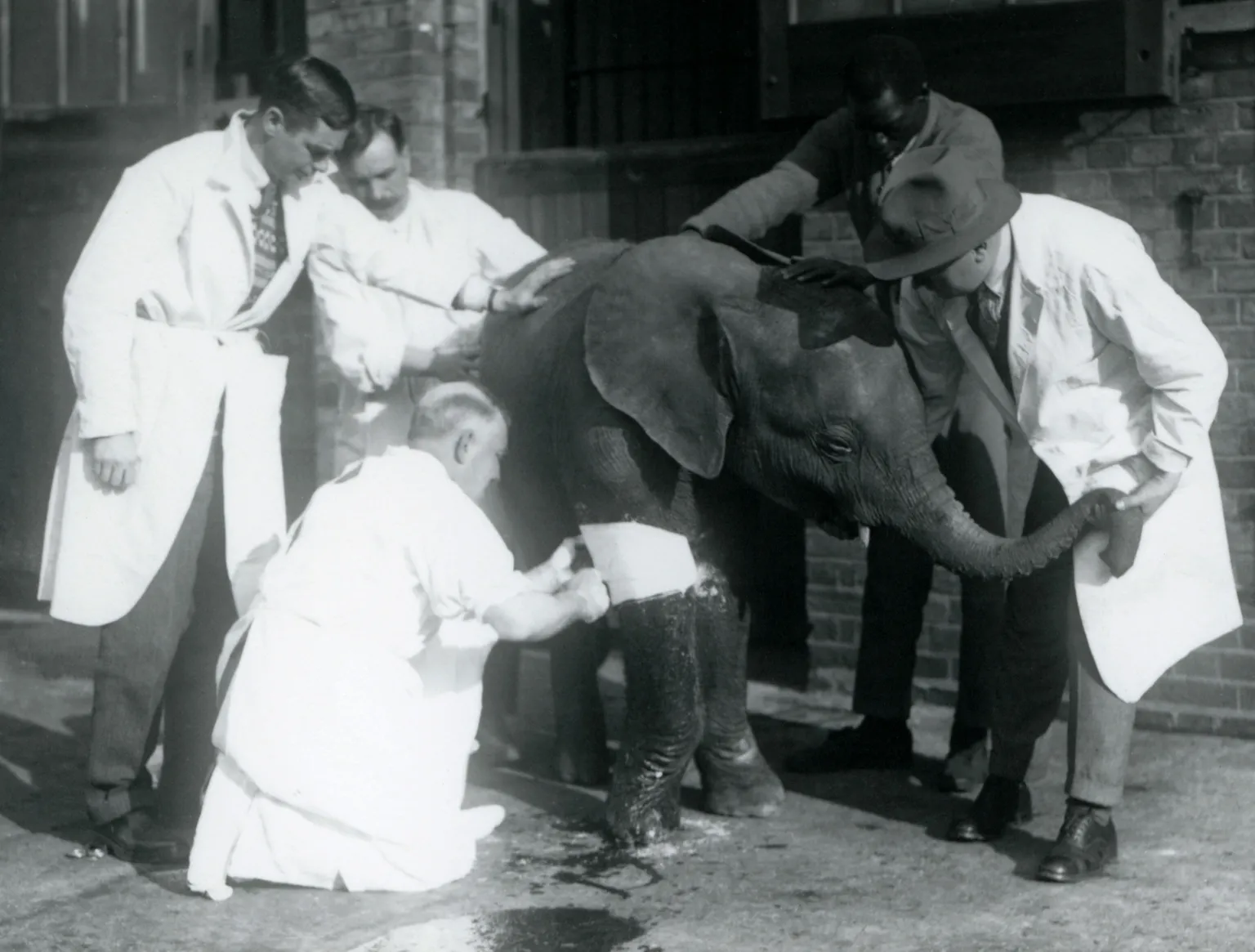 ©ZSL Four men in white overall coats surround an elephant whose height comes up a man's neck in this black and white image. One of the men is kneeled down on the ground attending a white bandage that's on a elephant's front leg. 