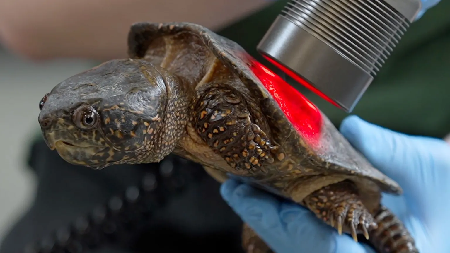 ©ZSL Red laser light is shone on the turtle's back. A blue surgical-gloved hand is holding the turtle's body. The turtle's head with two legs on one side are visible. 