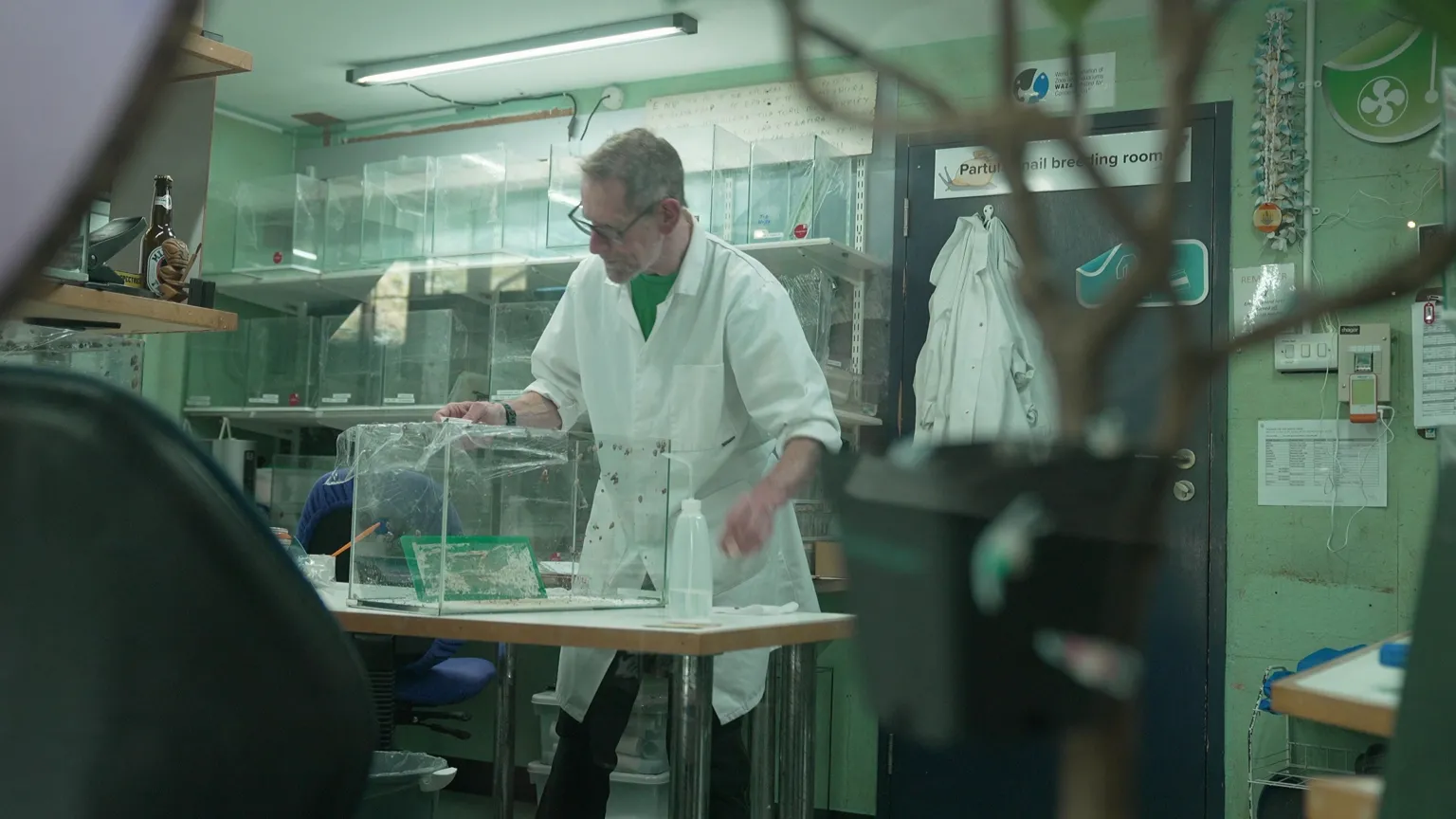 Snail keeper Dave Clarke in a white coat is in his laboratory attending a see-through box which has Garrett's tree snails. Several snails are stuck to the side of the box. Behind the desk on which he has his box of snails, there are several more clear boxes stuck on four shelves. More white coats are hang on the door. 