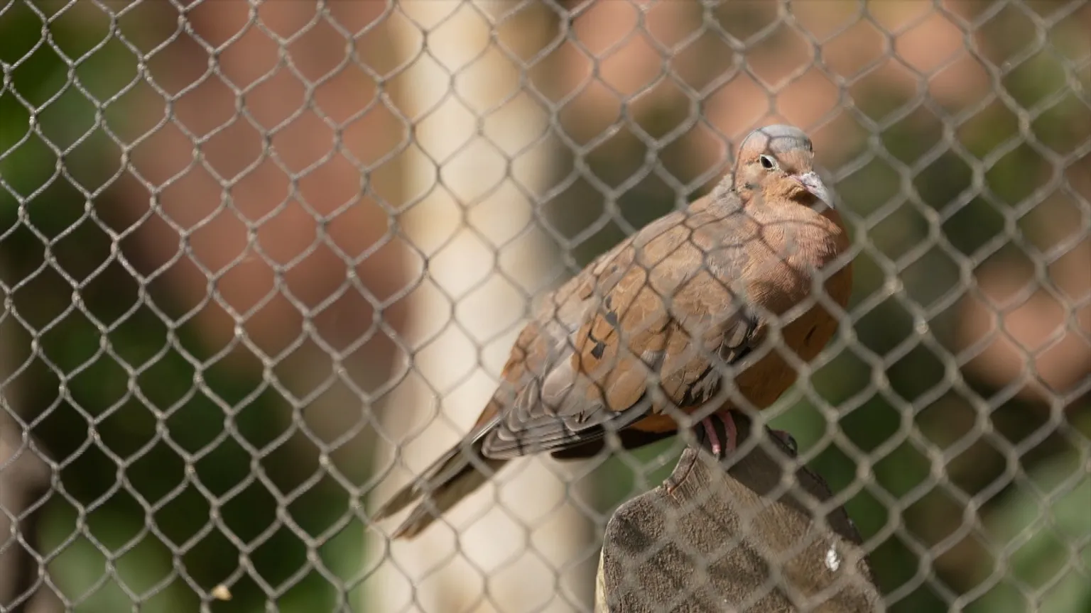 A Socorro dove is standing on a wooden bar looking through a meshed fence. It has brown coat and a slightly gray-cloloured head. 