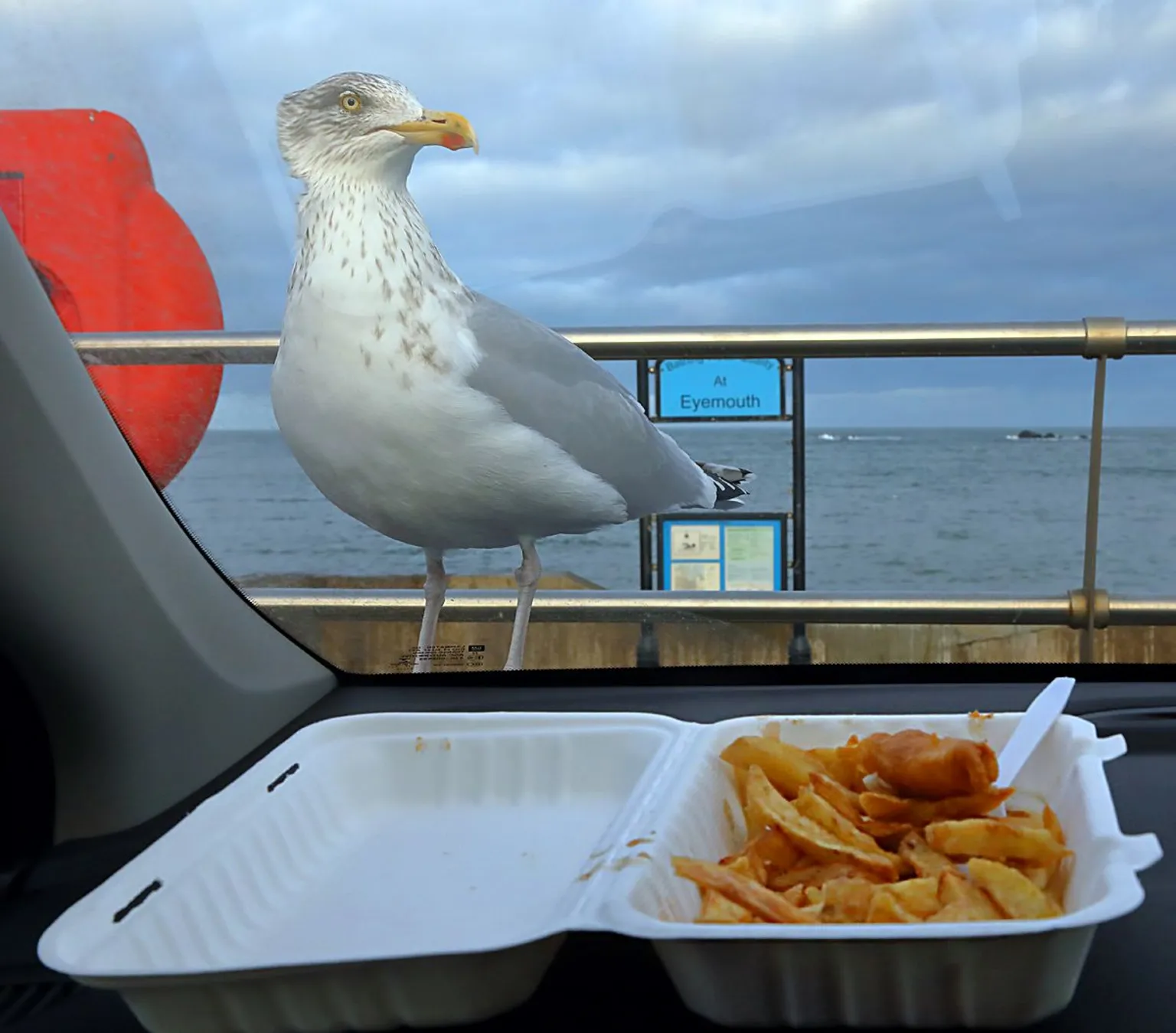 Walter Baxter A gull in Eyemouth looks at a portion of chips through a car window. In the background you can see the sea, railings and a lifebelt holder.