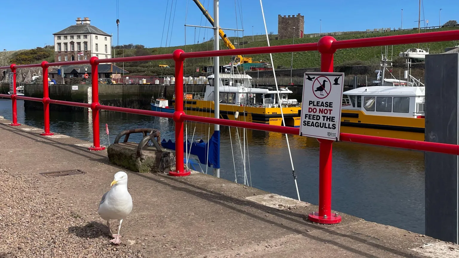 BMR A gull walks along the quayside in Eyemouth with a sign reading Please Do Not Feed the Seagulls behind it