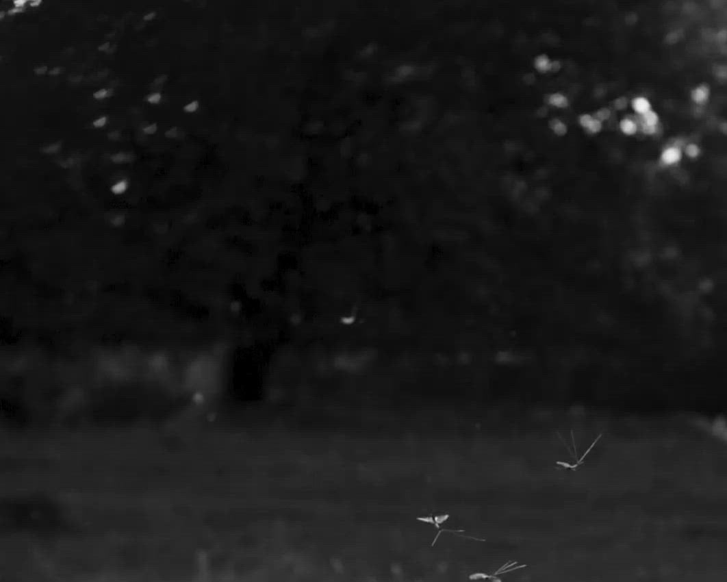 Male mayflies in flight