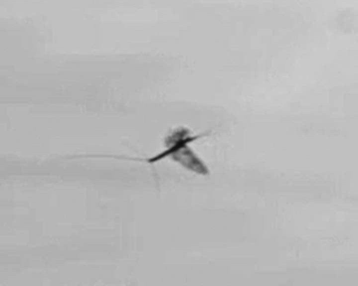 Mayflies use their hindwings to decelerate. Video: University of Oxford