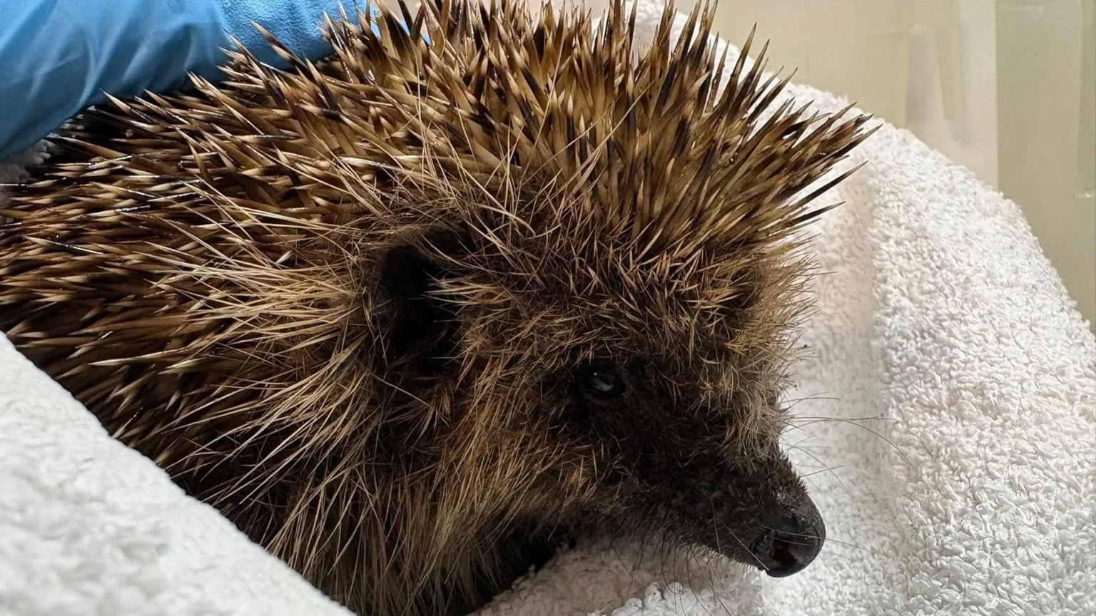 Burntisland Hedgehog Haven A closeup of a hedgehog wrapped in a white towel