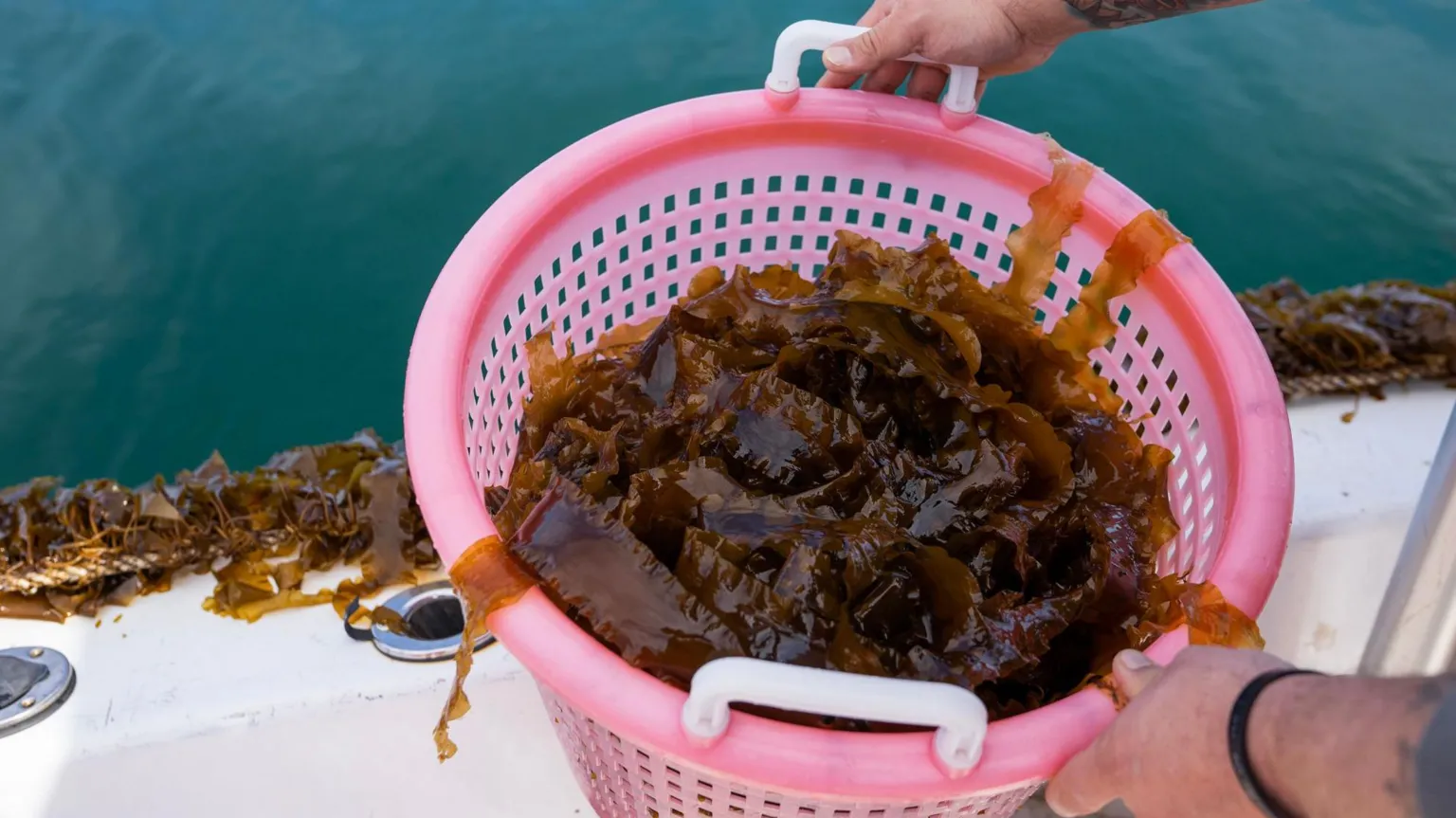 Elizabeth Ellenwood A basket full of harvested kelp