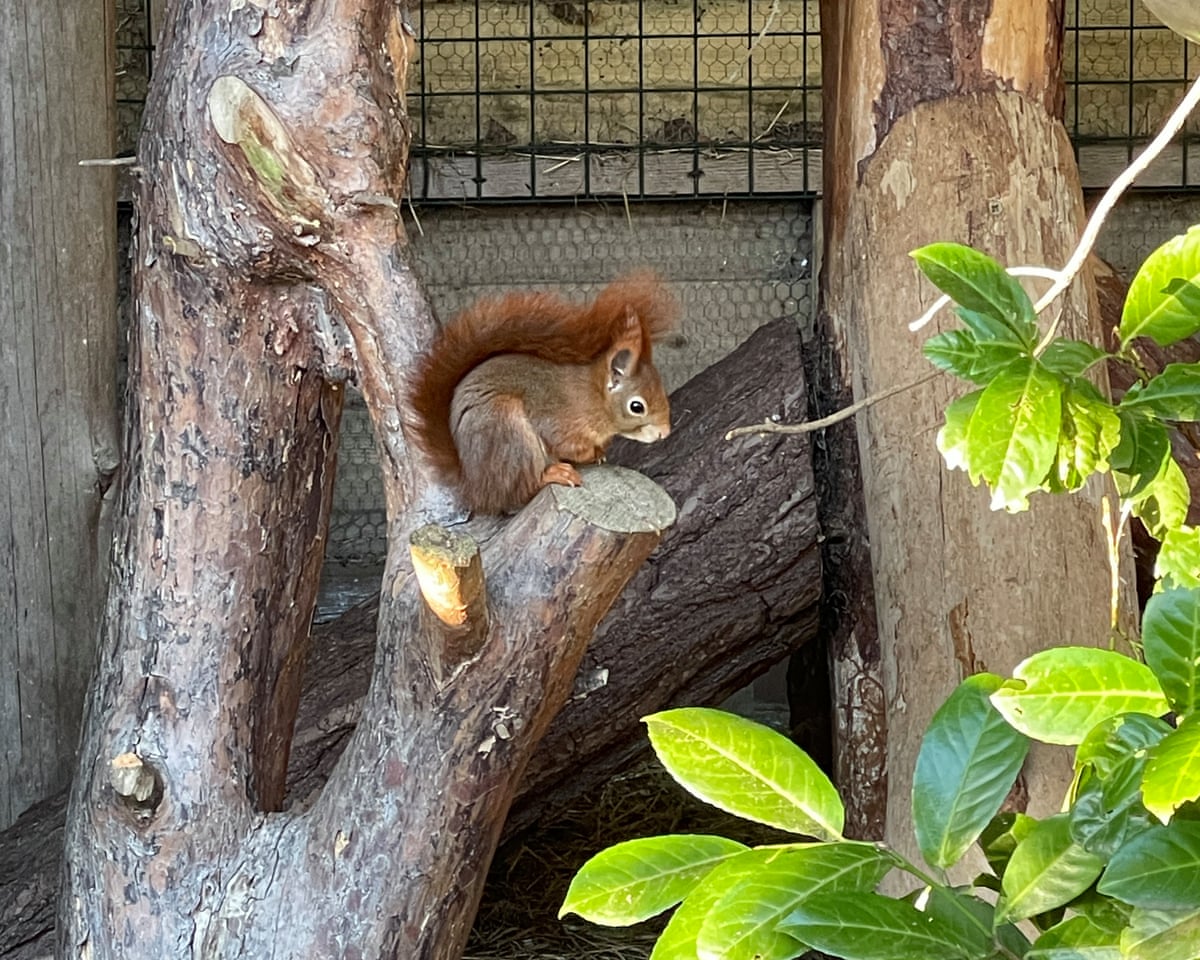 Red squirrel in an enclosure