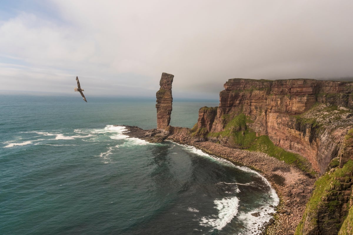A bird flies past rocky cliffs with sea stack