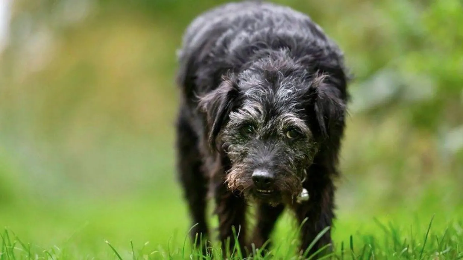 Lisa Clark/Gone Fishing/Guy Levy Ted, a small black dog with some grey hair, on a grassy field.