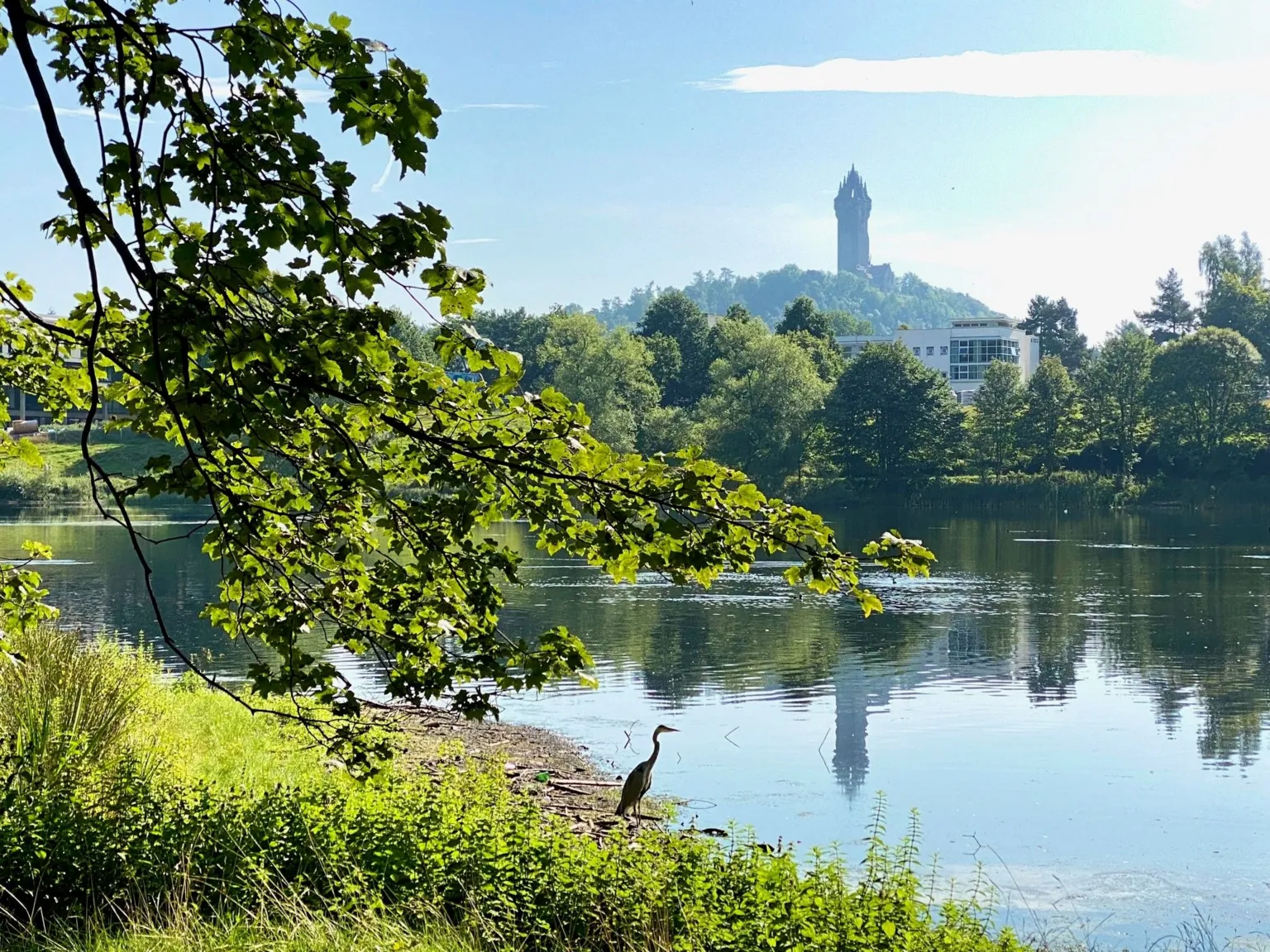 Lorna Donaldson A heron at the edge of a loch surrounded by trees. The Wallace Monument is in the background and the sun is shining. 