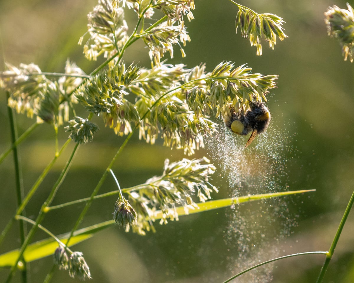 A bee on a flower, with a plume of pollen coming off it