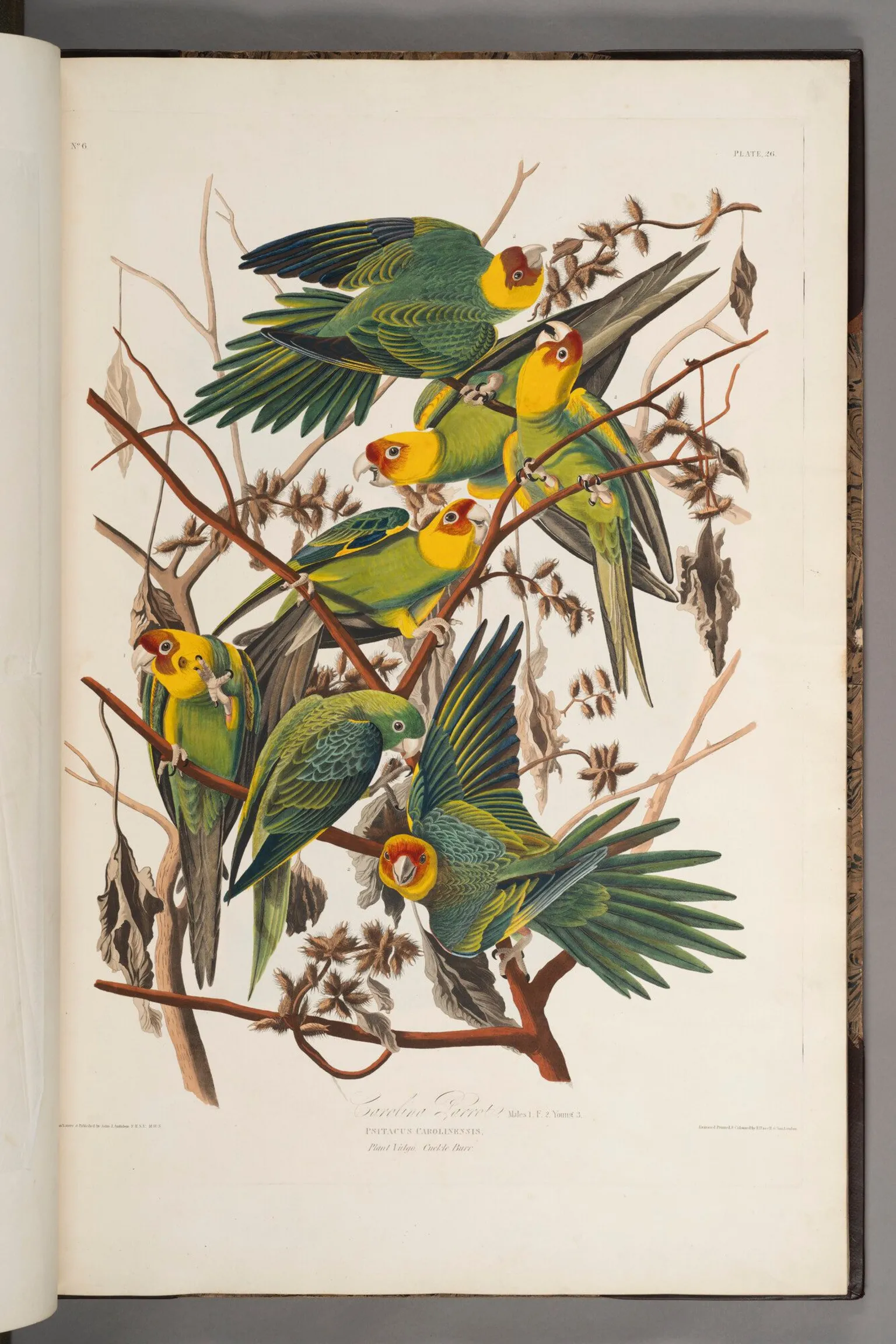 Jamie Simpson/Royal College of Physicians and Surgeons of Glasgow Audubon's illustration of the Carolina Parrot