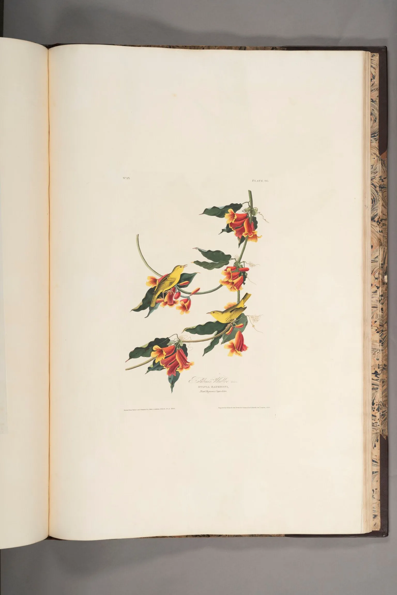 Jamie Simpson/Royal College of Physicians and Surgeons of Glasgow Audubon's illustration of the Rathbone Warbler