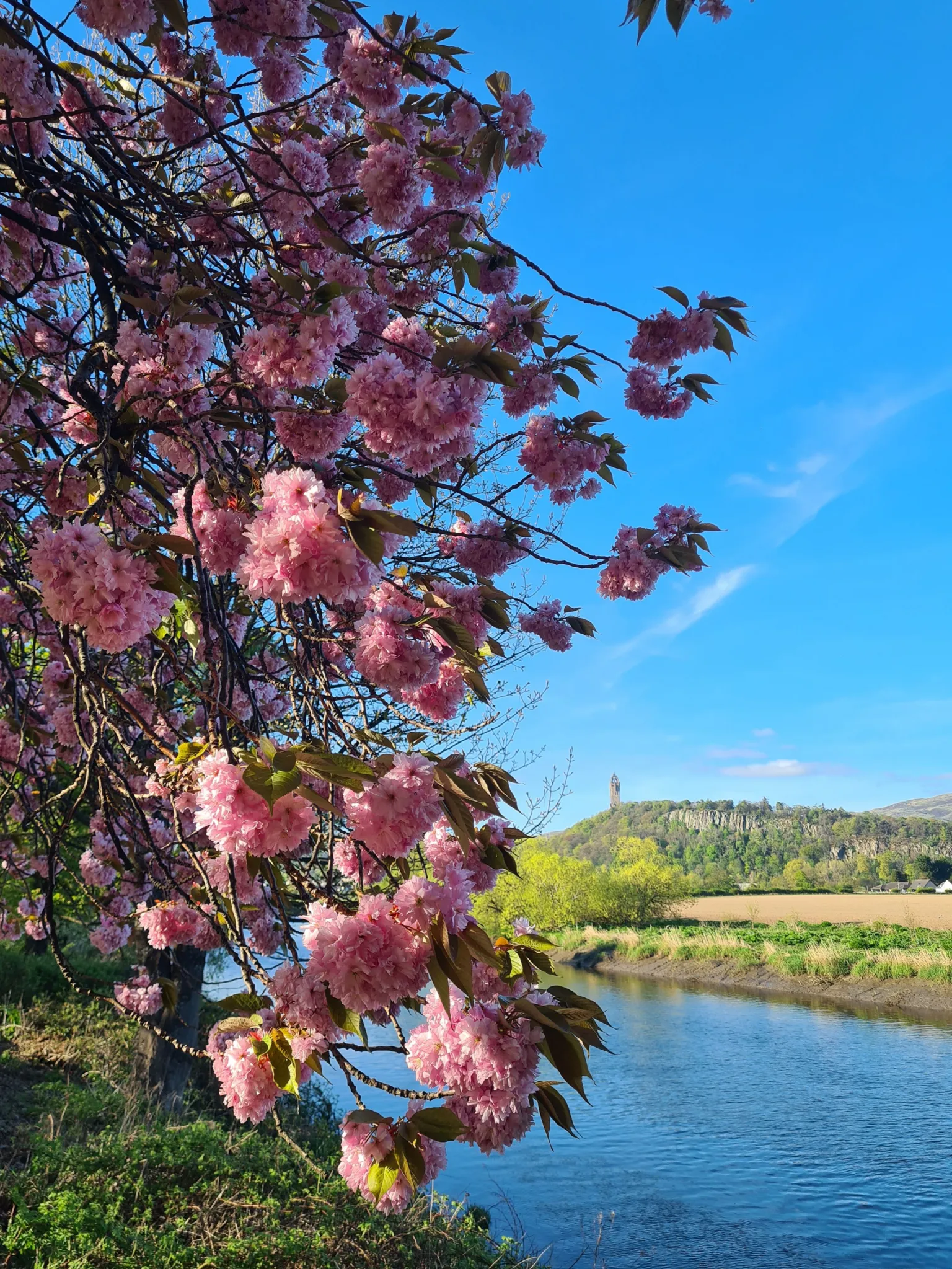 Anton Immink Pink cherry blossom branches overhanging a calm river, with green fields and a hilltop monument in the distance under a clear blue sky.