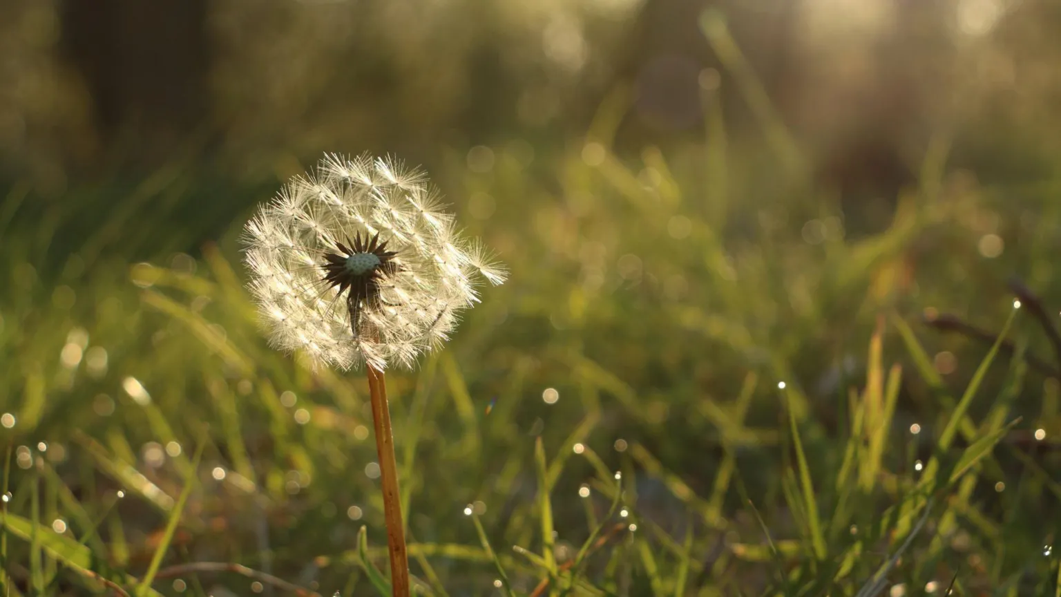 Marie-Pierre Garroway Close-up of a dandelion seed head glowing in warm sunlight, standing in grass with soft, golden light and blurred trees in the background.