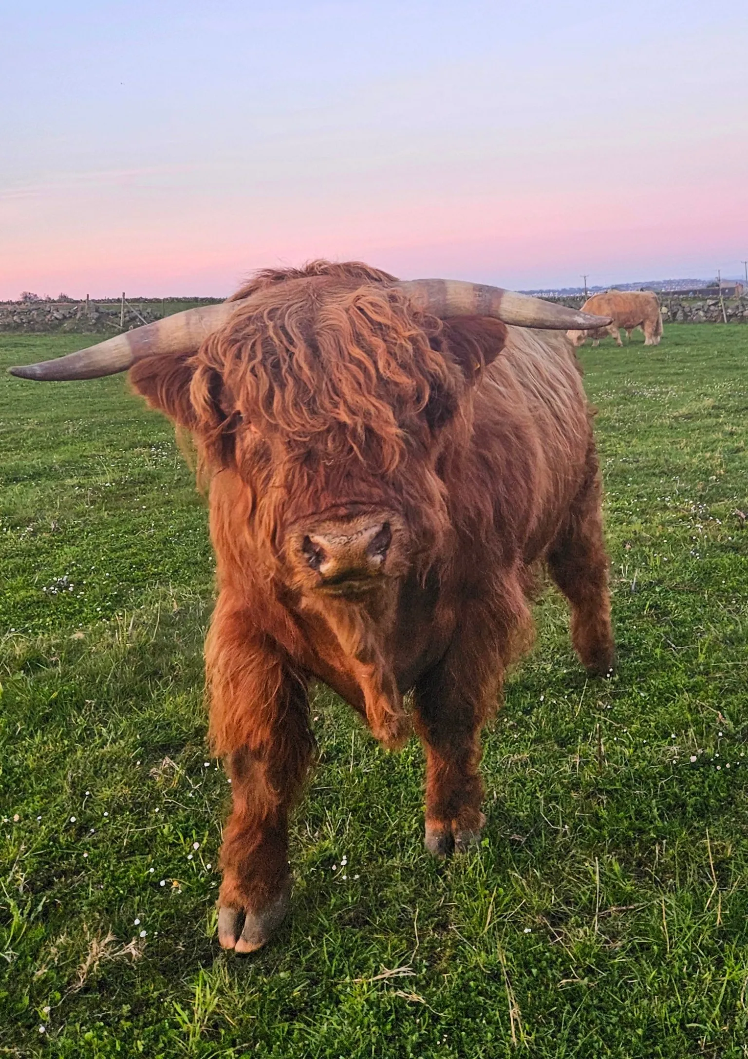 Jeanette Taylor Close-up of a Highland cow with long horns and shaggy reddish-brown coat standing in a grassy field at sunset, with another cow in the background under a pastel sky.