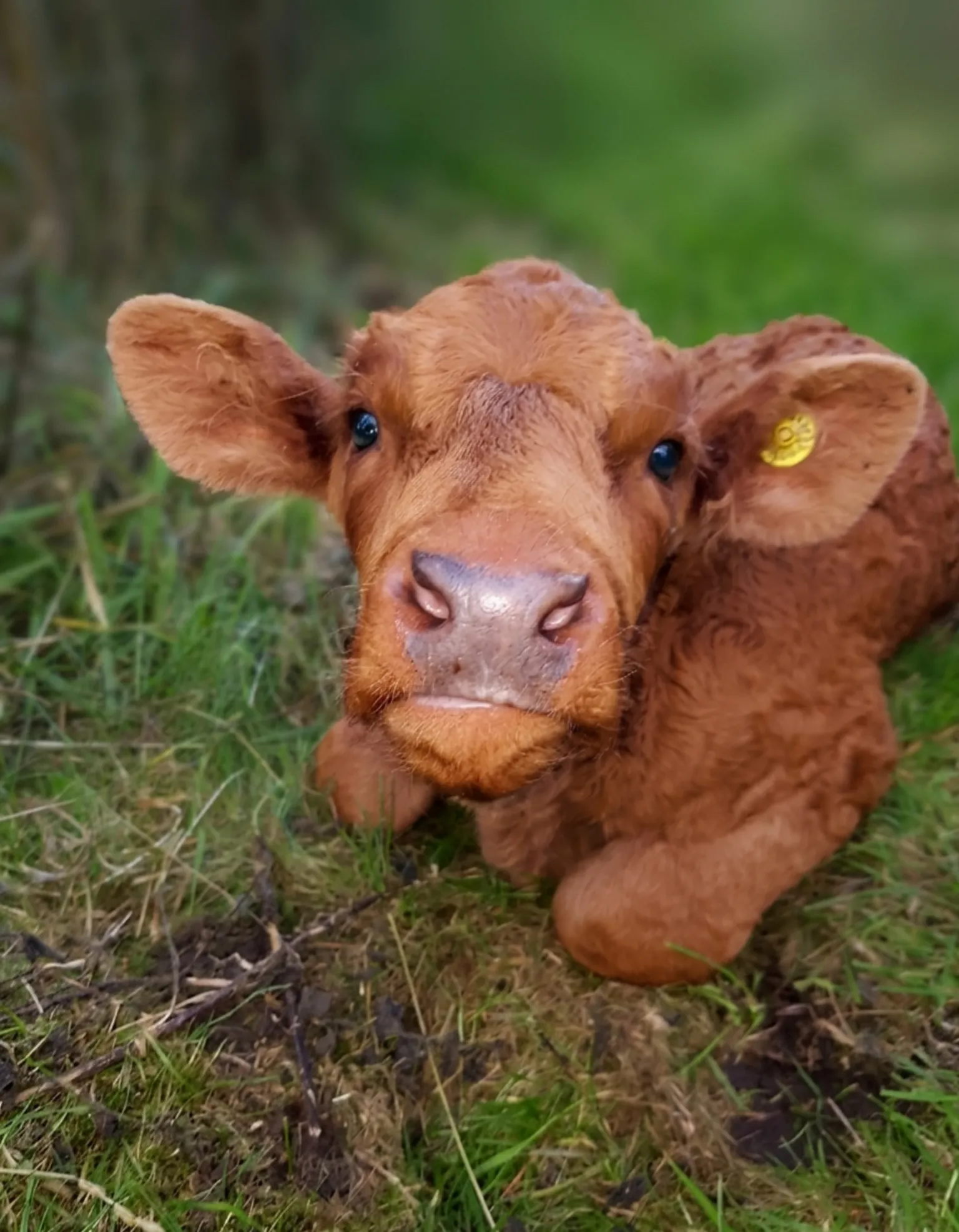 Gordon Stewart a close up photo of a orange calf sitting on some grass.