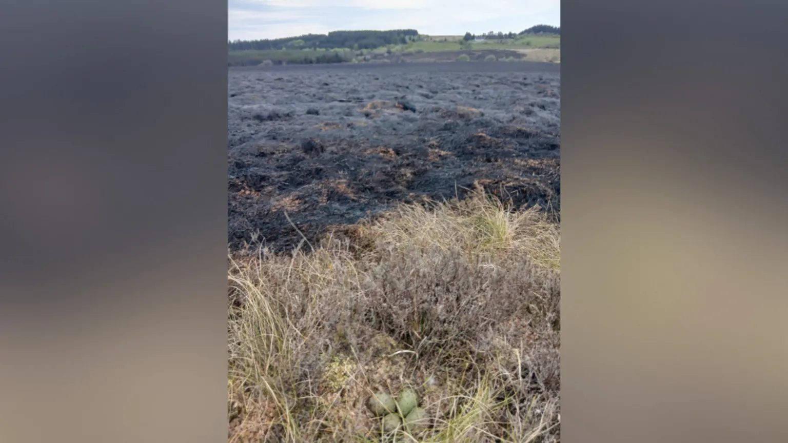 NIFRS Four eggs in a anest, behind them the ground is scorched from a wildfire