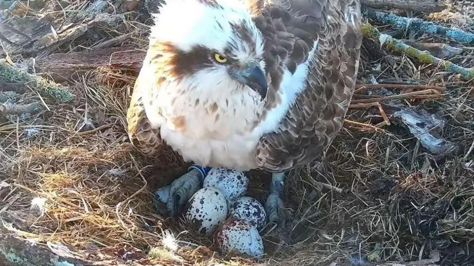 Birds of Poole Harbour White and pale brown osprey sitting on a nest with four speckled eggs between her feet.