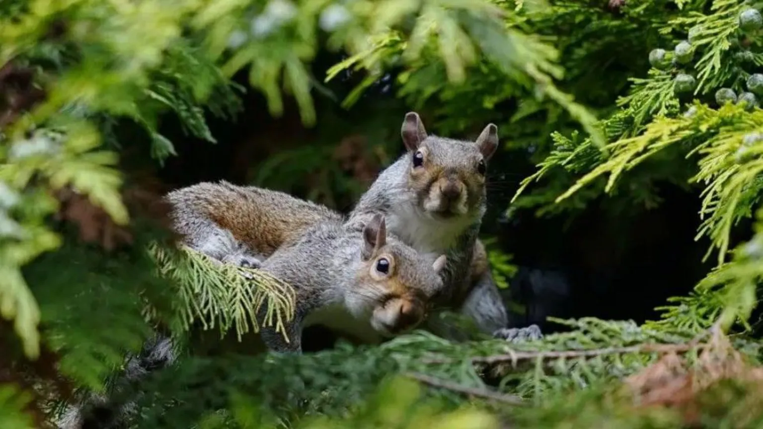  Two grey squirrels are huddled together in woodland pine looking startled. There are tinges of red in their coats. There is a bunch of berries on the leave to the right of the picture. 
