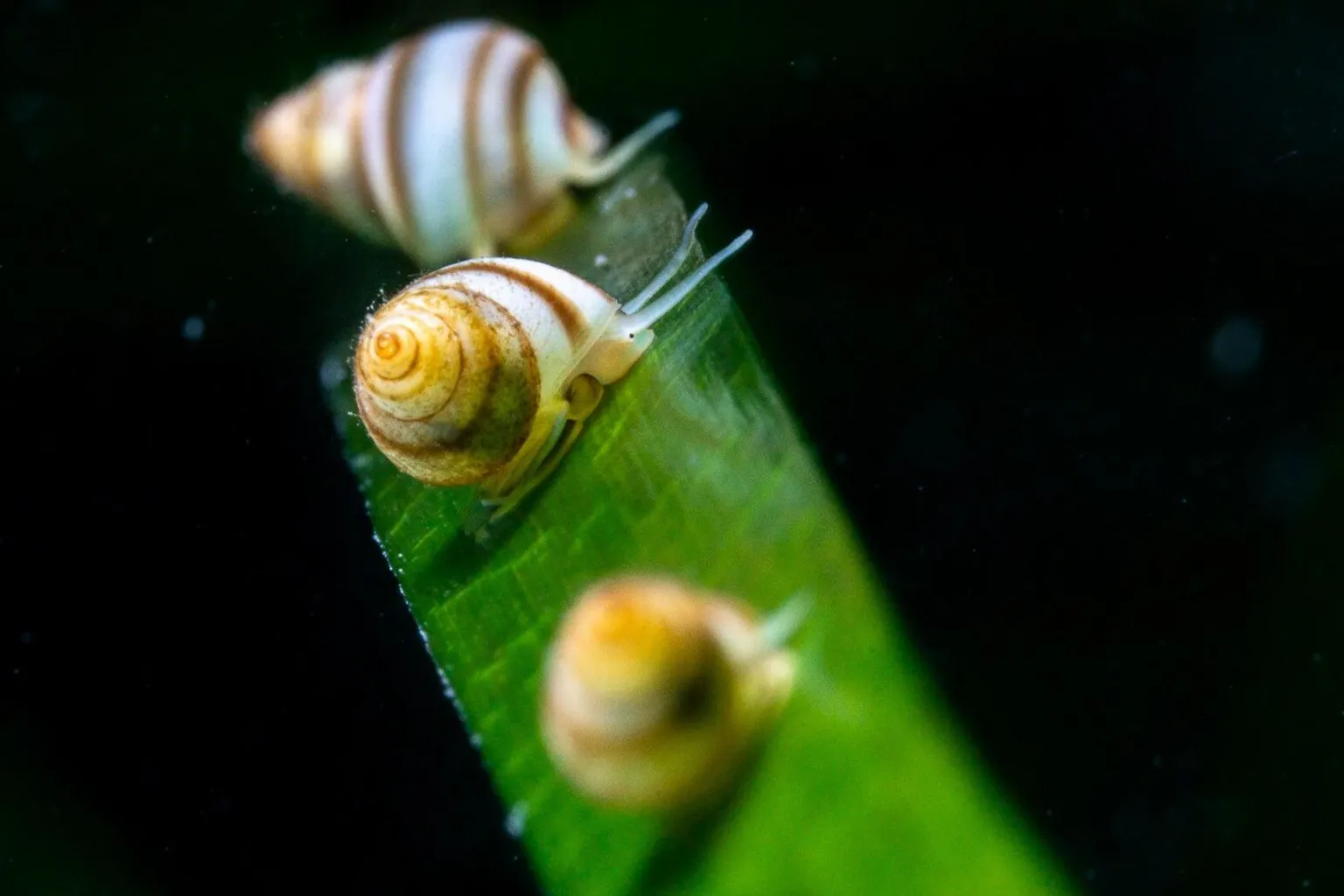 Lewis M. Jefferies The marine snail is: Lacuna vincta 