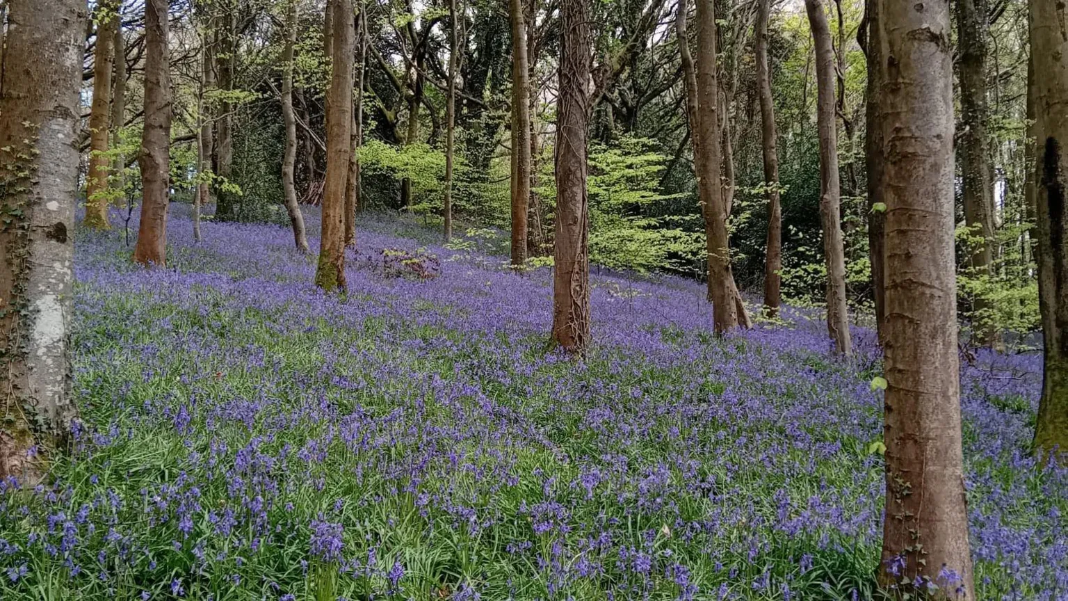 Helen Absalom A woodland floor cover in bluebells, surrounded by trees. 