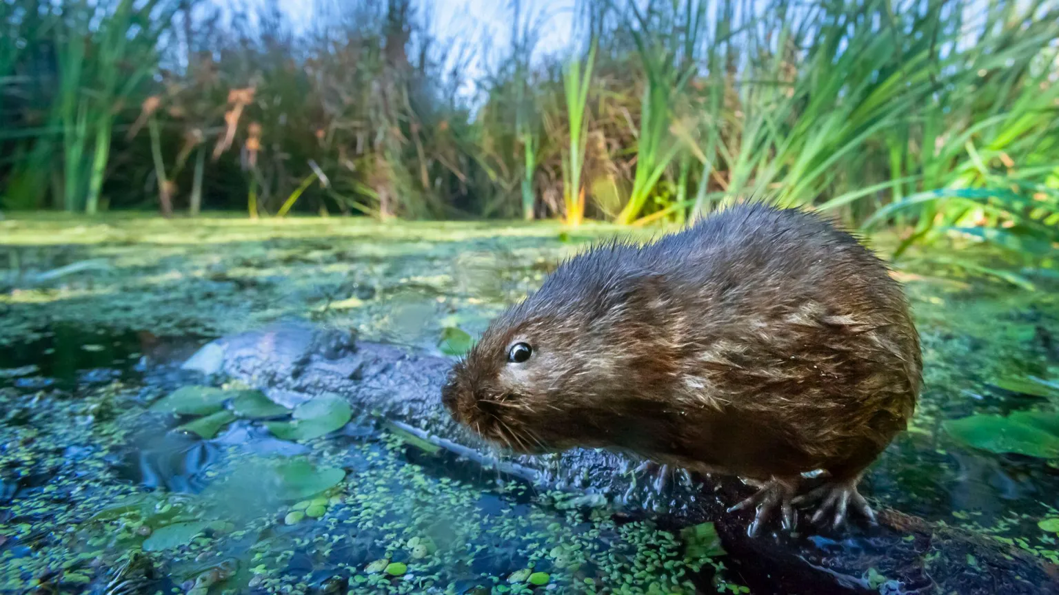  A water vole perched upon a twig on wetlands in the Gwent Levels. The vole is brown and looks a little like a rat with a blunt nose. It is surrounded by water, and reeds at the edge of the photograph.