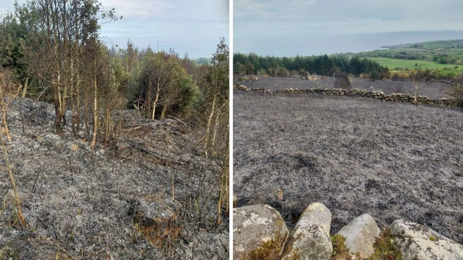 Andy Baird A side-by-side image showing fire damage to a rural landscape. On the left, scorched ground is covered in grey ash with blackened, leafless shrubs and small trees standing amid burnt undergrowth. On the right, a wide field of charred grass stretches toward a low stone wall, with green fields and rolling countryside visible beyond, highlighting the contrast between burned land and untouched areas. 