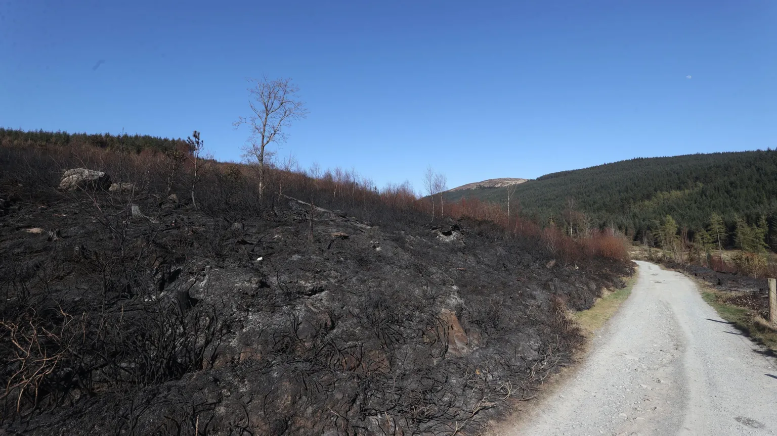  One side of a lane in the Mourne mountains is barren and charred while the other is filled with green trees