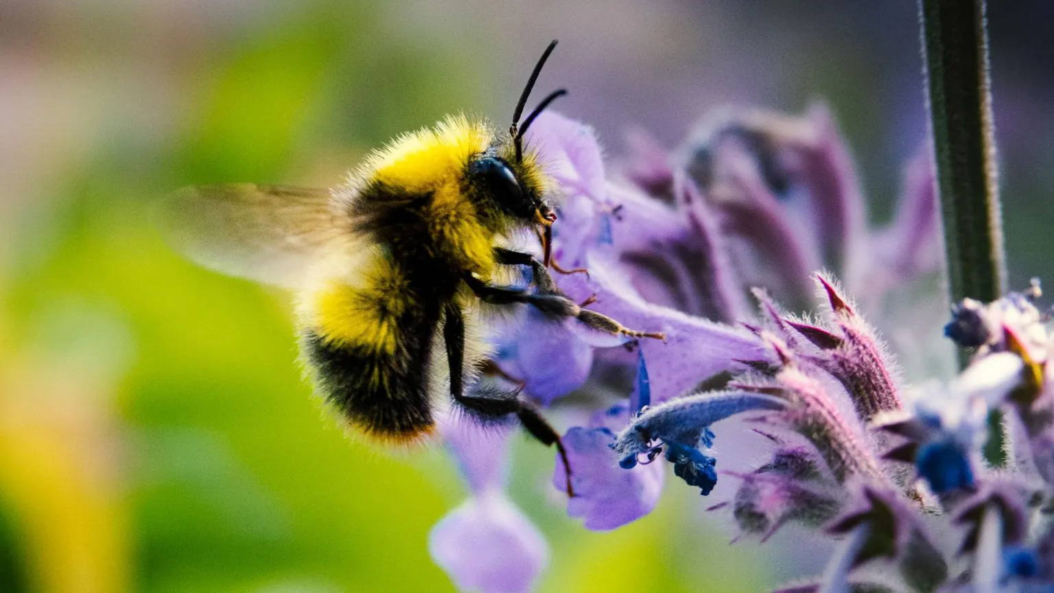  A bee taking pollen from a flower