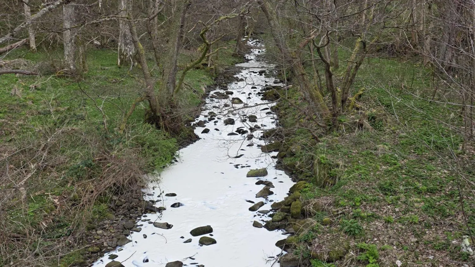 Spey Fishery Board Carron Burn with milky white water because of the paint running in the middle of the forest with grass and trees growing on the banks of it. 