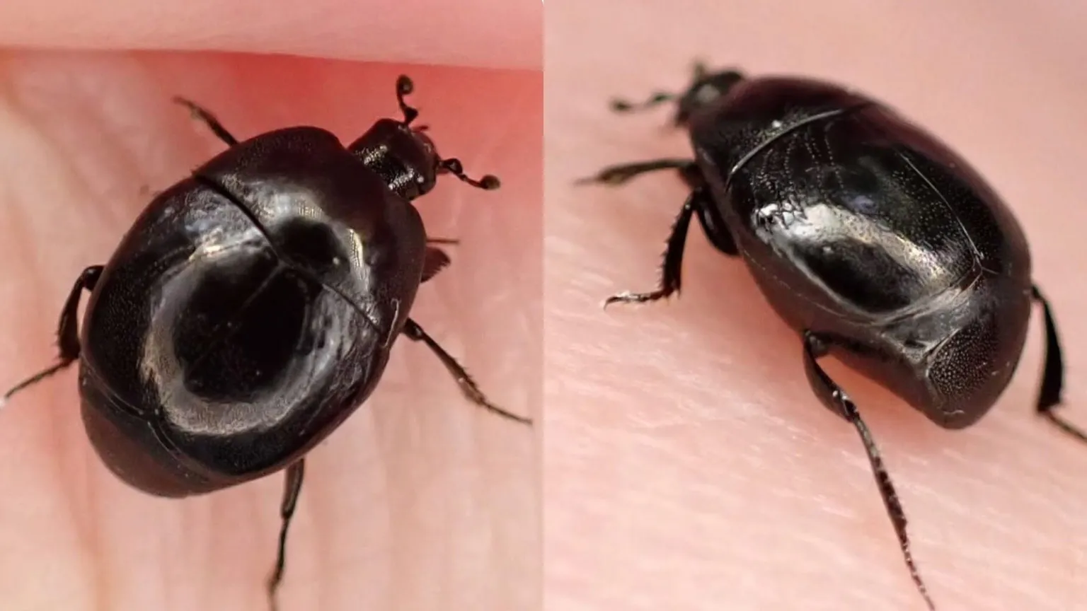 Melissa McQuitty Images of the black beetle on a pink skin surface from Mel's hand. 