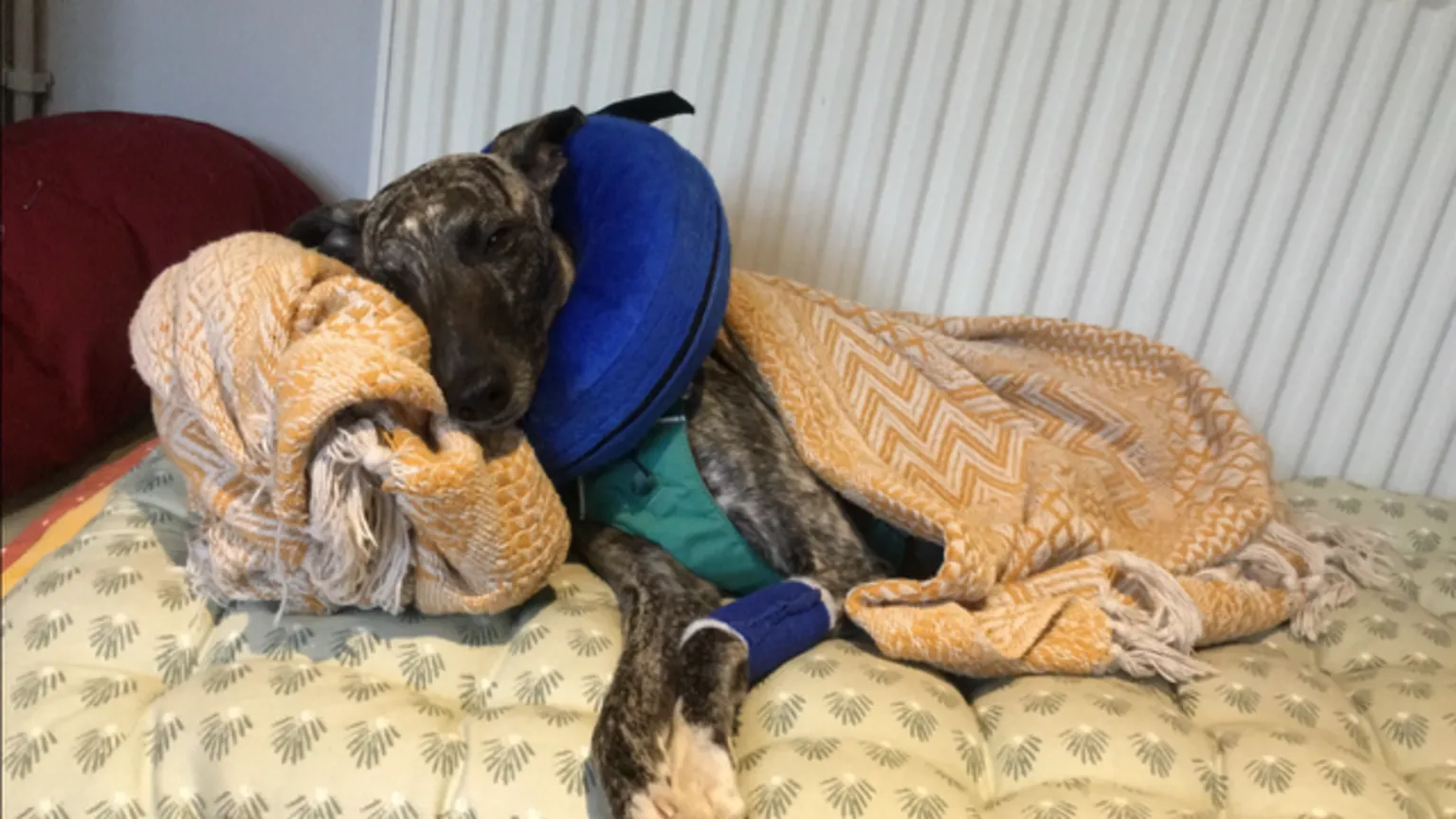 Sophie Butler Sophie's dog curled up on a bed with a blanket. He has a blue cast on his left paw and a a blue cushion around his neck.