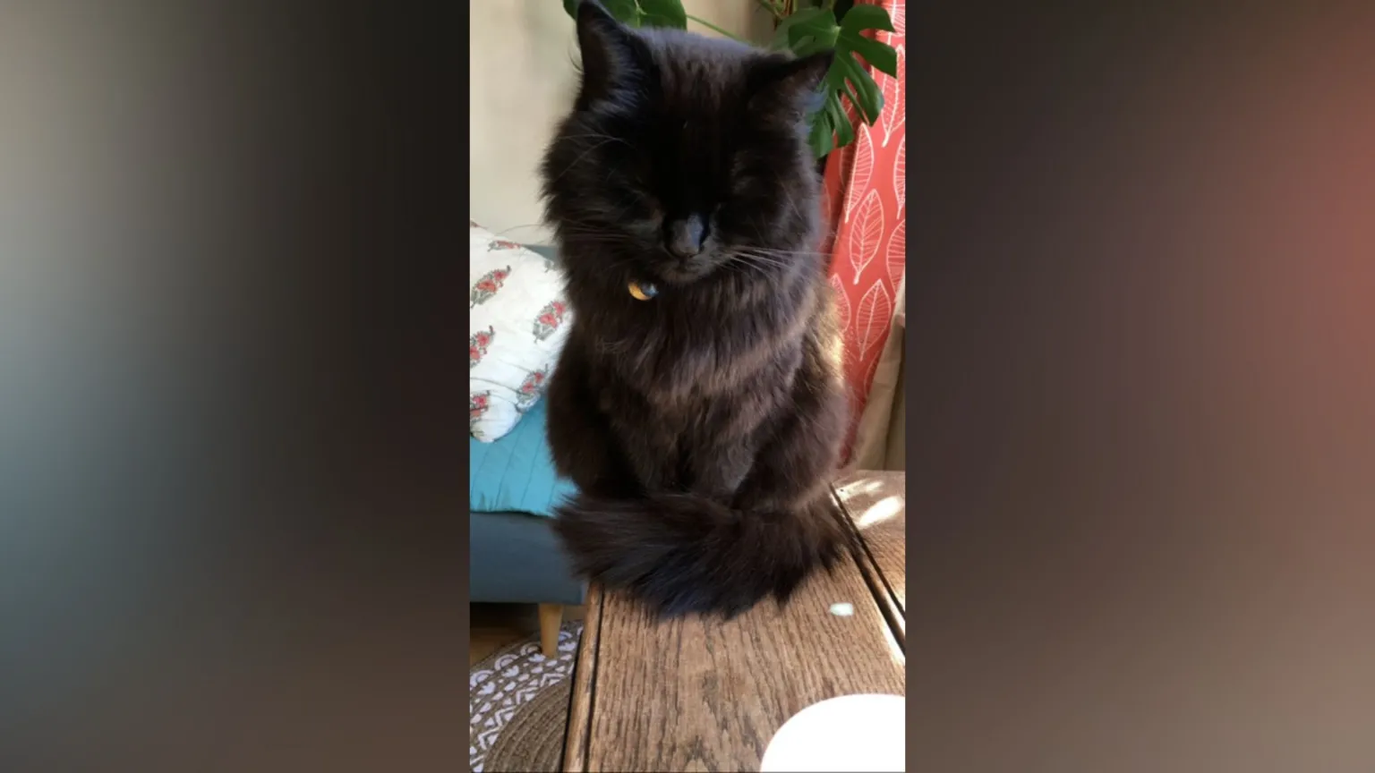Sophie Butler A fluffy black cat perched on a table with its eyes closed.