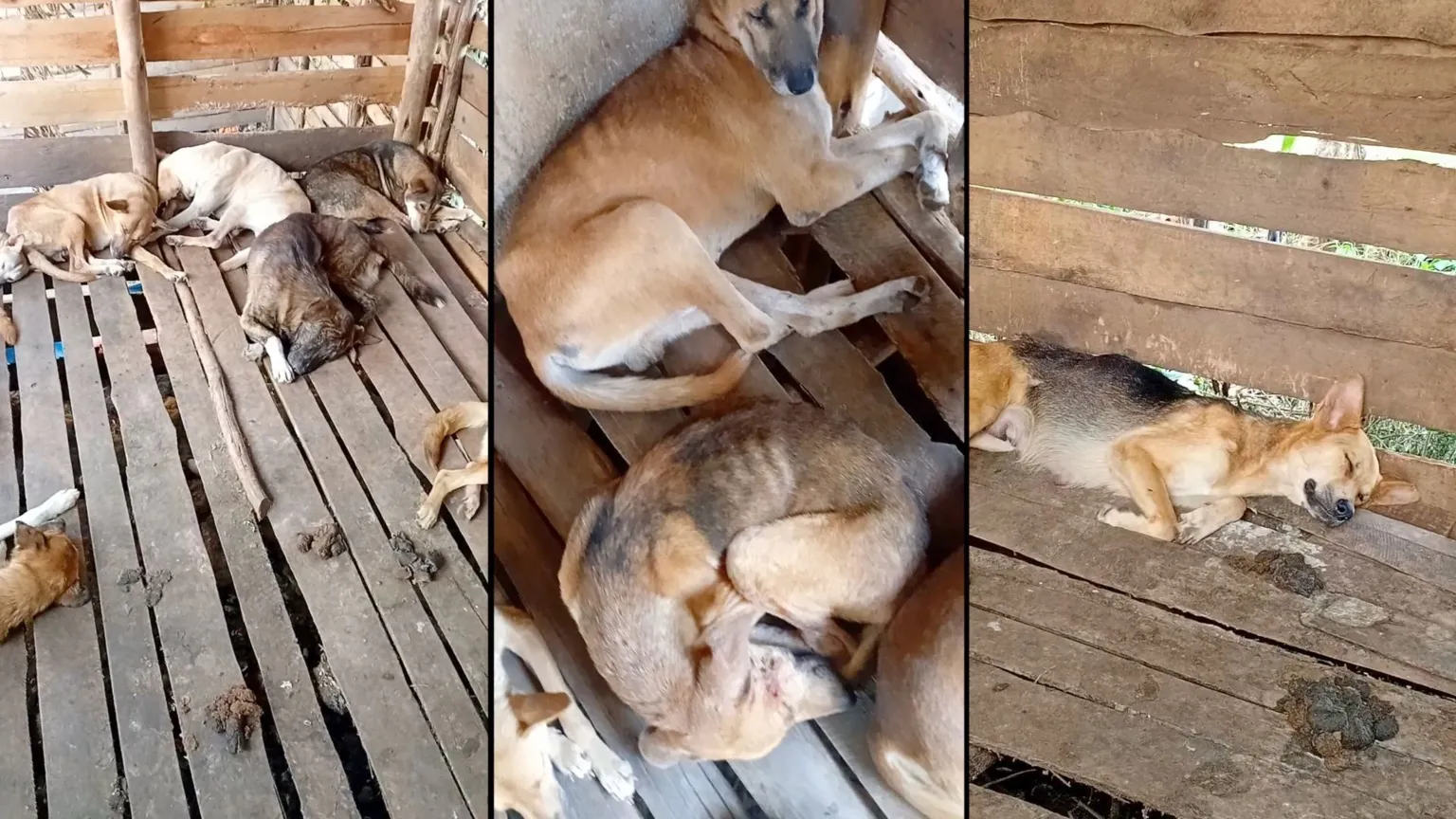 A composite of three images showing emaciated dogs lying in a cage. faeces can be seen on the wooden floor.