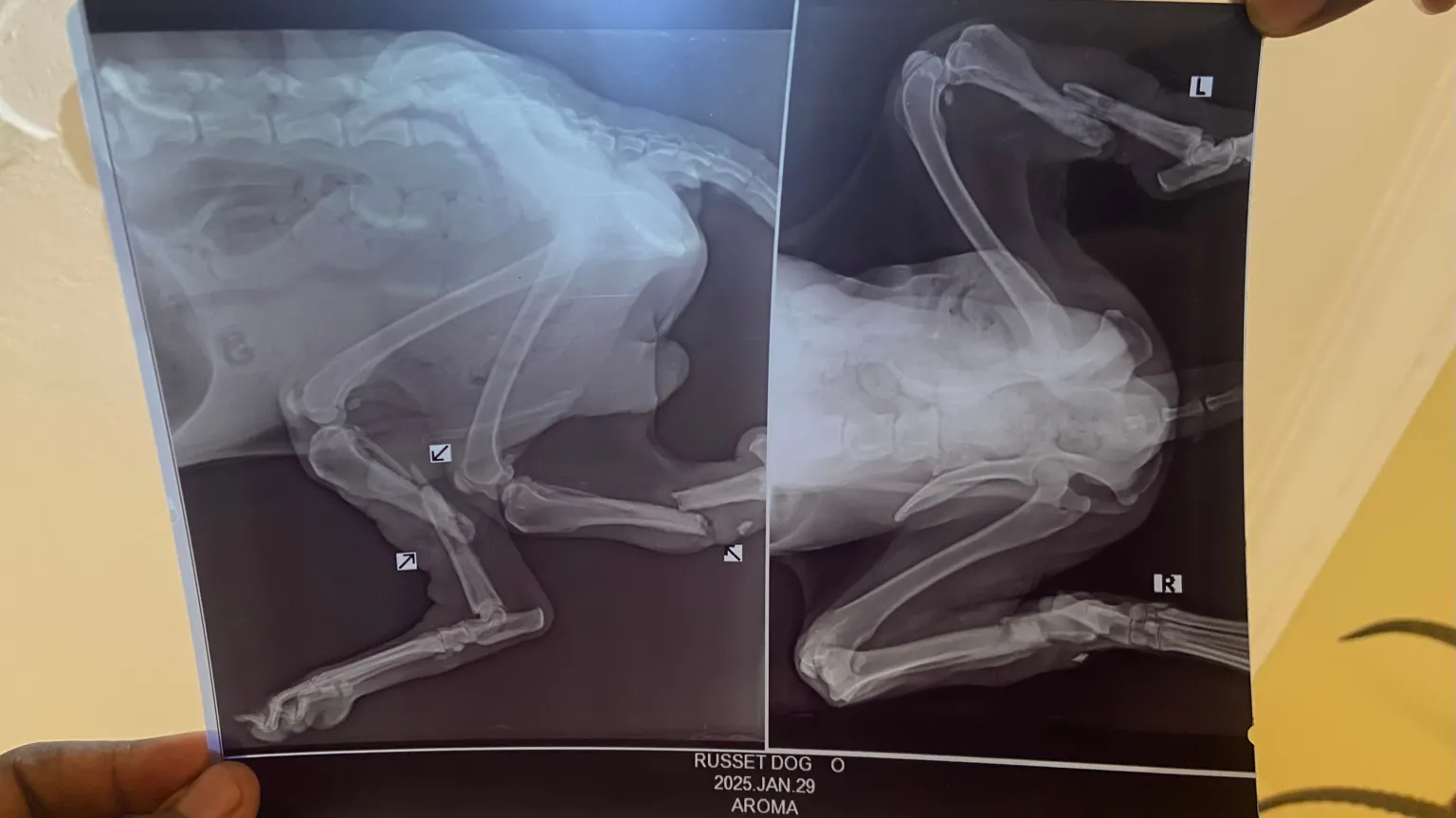 A hand, that can just be seen in the bottom left of the image, holds up an X-ray showing the legs of an injured dog.