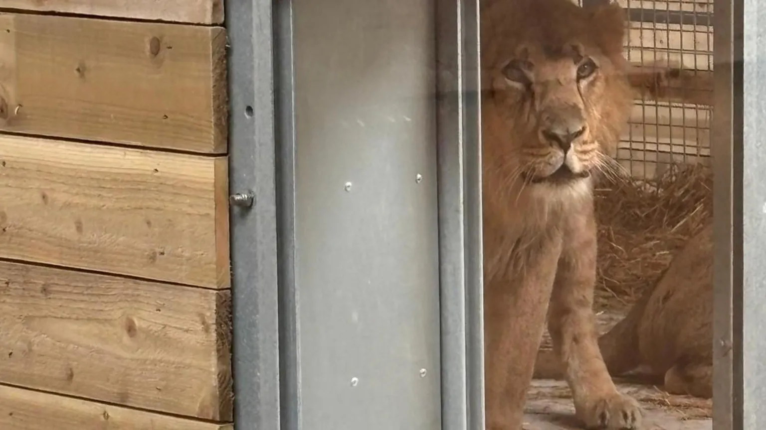 Wingham Wildlife Park An Asiatic lion in an enclosure.