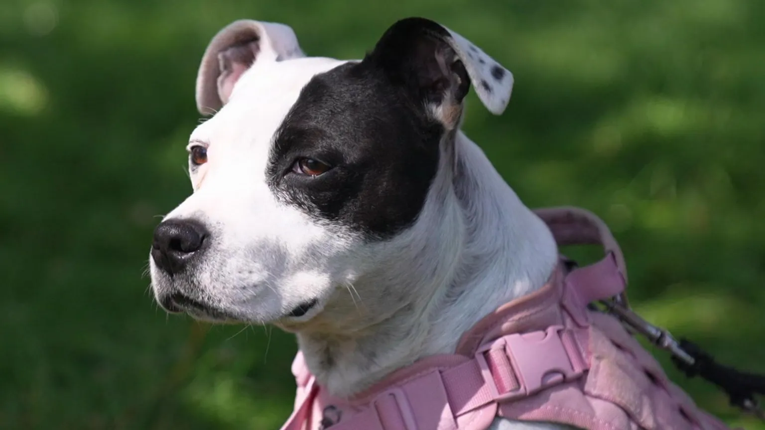 A black and white Staffordshire Bull Terrier sitting in a park