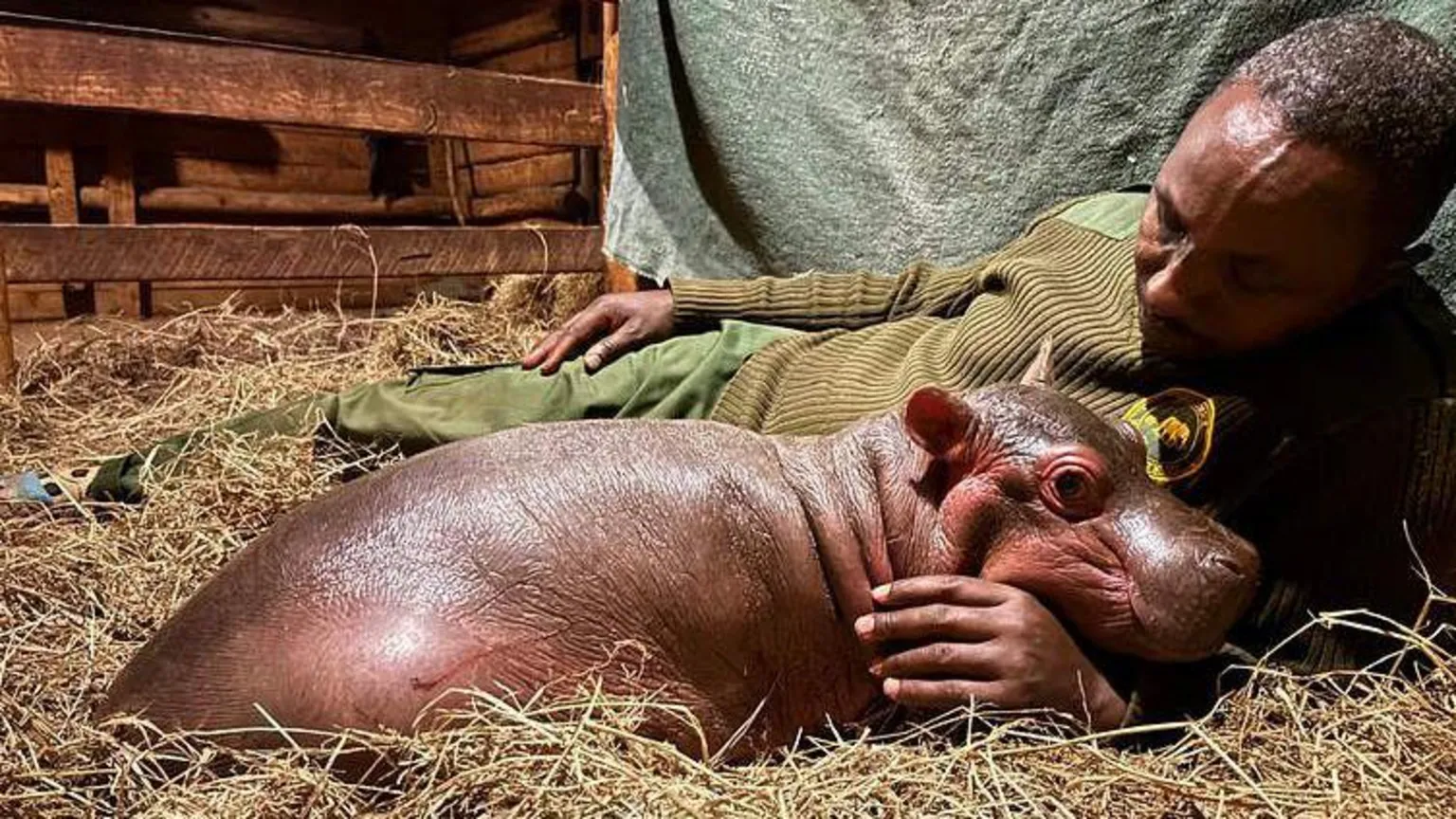 Sheldrick Wildlife Trust A baby hippo snuggles next to a man in green clothing lying on dry grass
