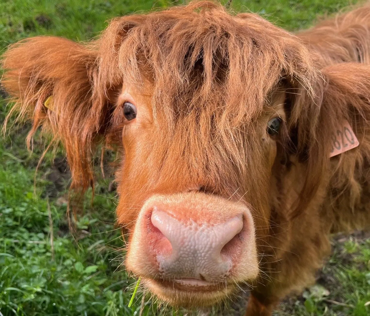 Helena Ward A close-up picture of a young Highland cow, looking curiously into the camera.
