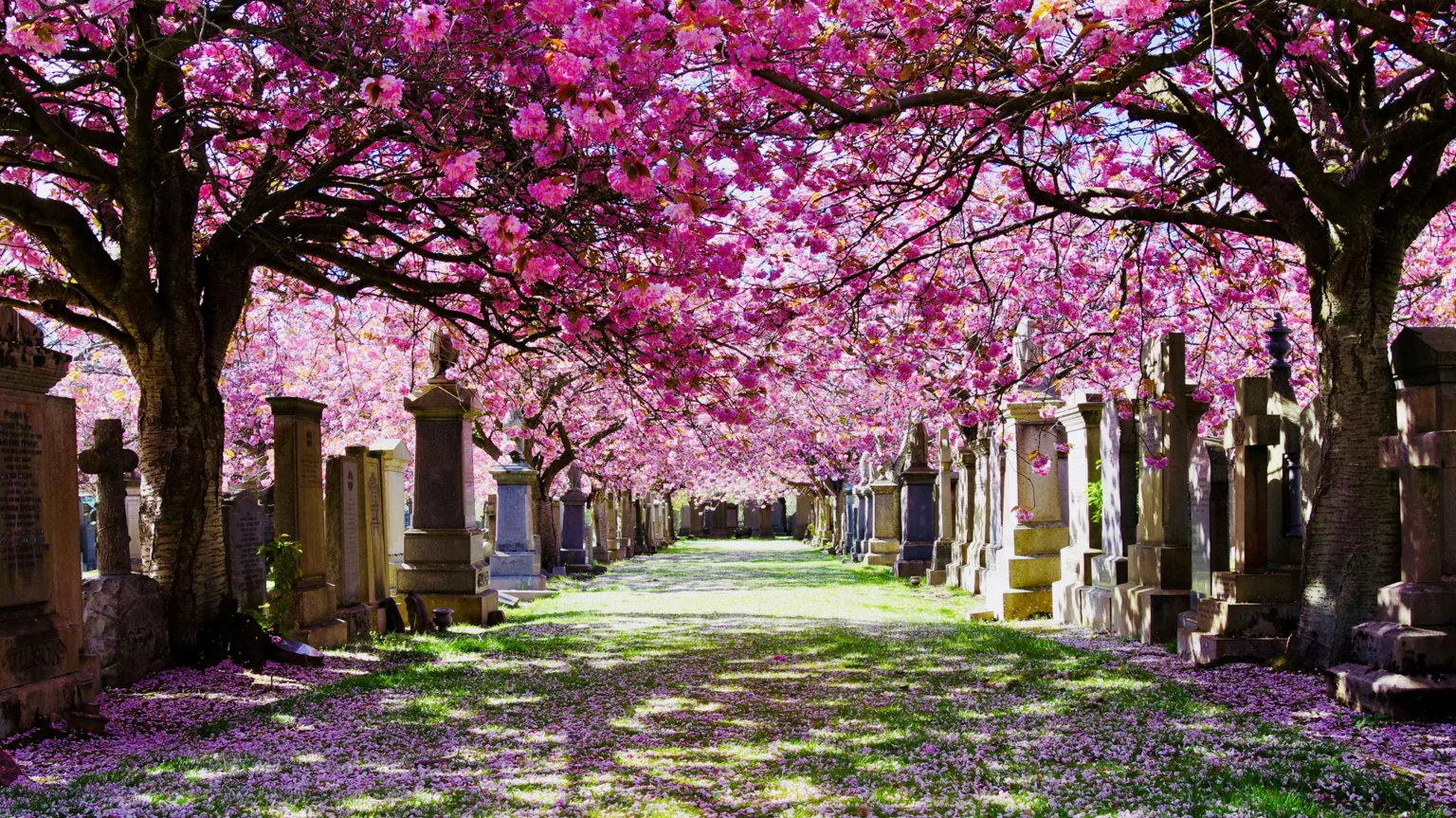 Steven Archibald A view looking a graveyard, with the ground covered in cherry blossoms.